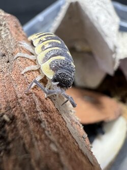 Porcellio Ornatus “Yellow” 5 each