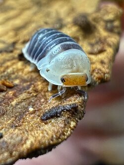 Cubaris sp. castle black 5 each