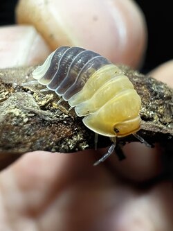 Cubaris sp. rubber bee 5 each