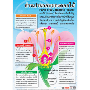 โปสเตอร์ความรู้ ส่วนประกอบของดอกไม้ No.119
