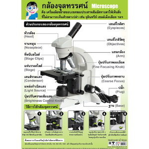 โปสเตอร์ความรู้ กล้องจุลทรรศน์ No.166