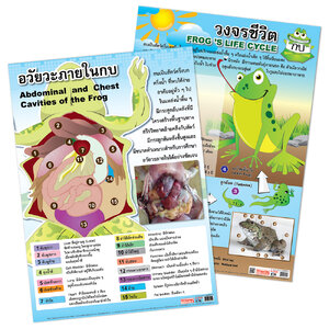 โปสเตอร์ความรู้ เรื่องกบ