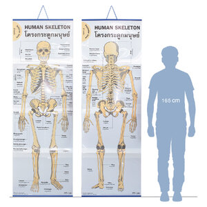 สื่อการเรียนการสอนระบบโครงกระดูกมนุษย์