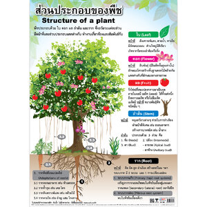 โปสเตอร์ความรู้ ส่วนประกอบของพืช No.132
