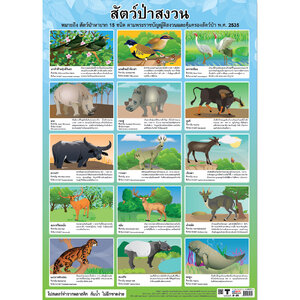 โปสเตอร์ความรู้ สัตว์ป่าสงวน No.275