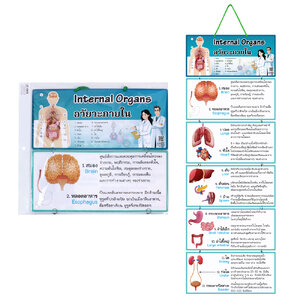 สื่อแขวน ชุดอวัยวะภายใน Internal Organs
