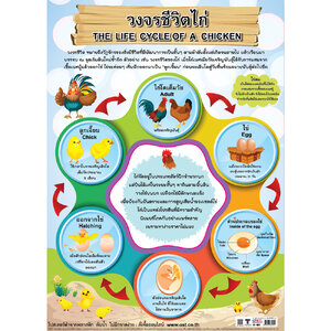 โปสเตอร์ความรู้ วงจรชีวิตไก่ No.455
