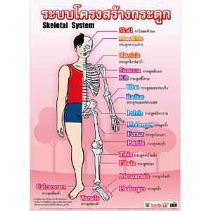 โปสเตอร์ความรู้ โครงสร้างกระดูก No.514