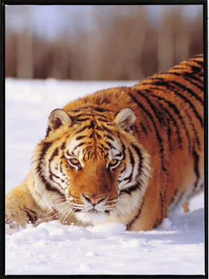 tiger-2025 *พร้อมส่ง* ชุดภาพติดคริสตัลกลม ลายเสือหิมะ (งานติดเต็มภาพ) ขนาด 36*54 ซม.ผ้าแคนวาส ลงกาวติดเต็มลาย คริสตัลกลม 29 สี+อุปกรณ์ครบชุด