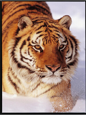 tiger-2023 *พร้อมส่ง* ชุดภาพติดคริสตัลกลม ลายเสือหิมะ (งานติดเต็มภาพ) ขนาด 36*54 ซม.ผ้าแคนวาส ลงกาวติดเต็มลาย คริสตัลกลม 29 สี+อุปกรณ์ครบชุด