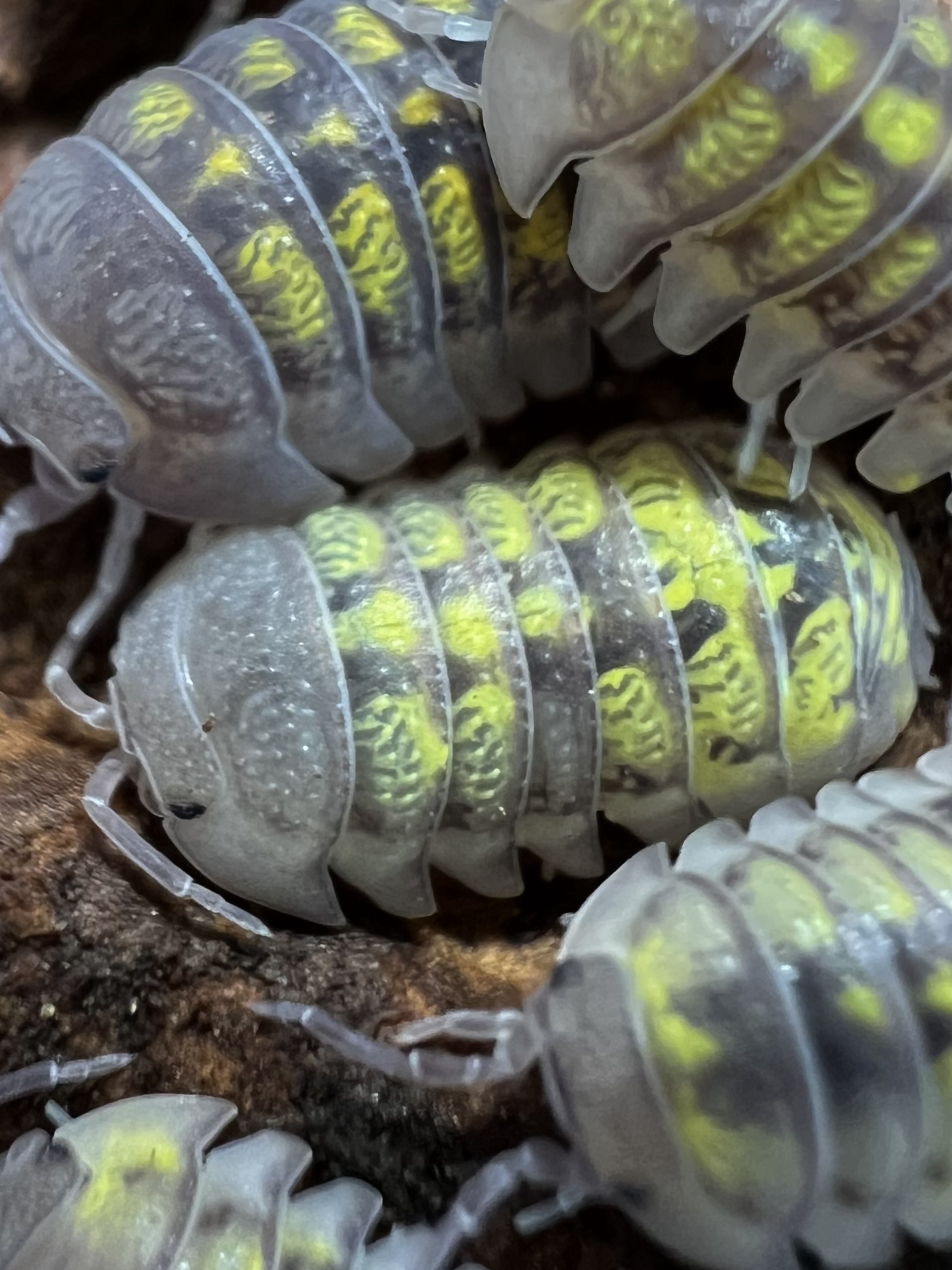 Armadillidium granulatum "Lemon" 5 each
