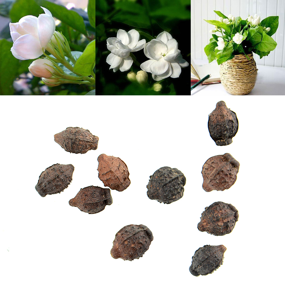 เมล็ดพันธุ์ ดอกมะลิ