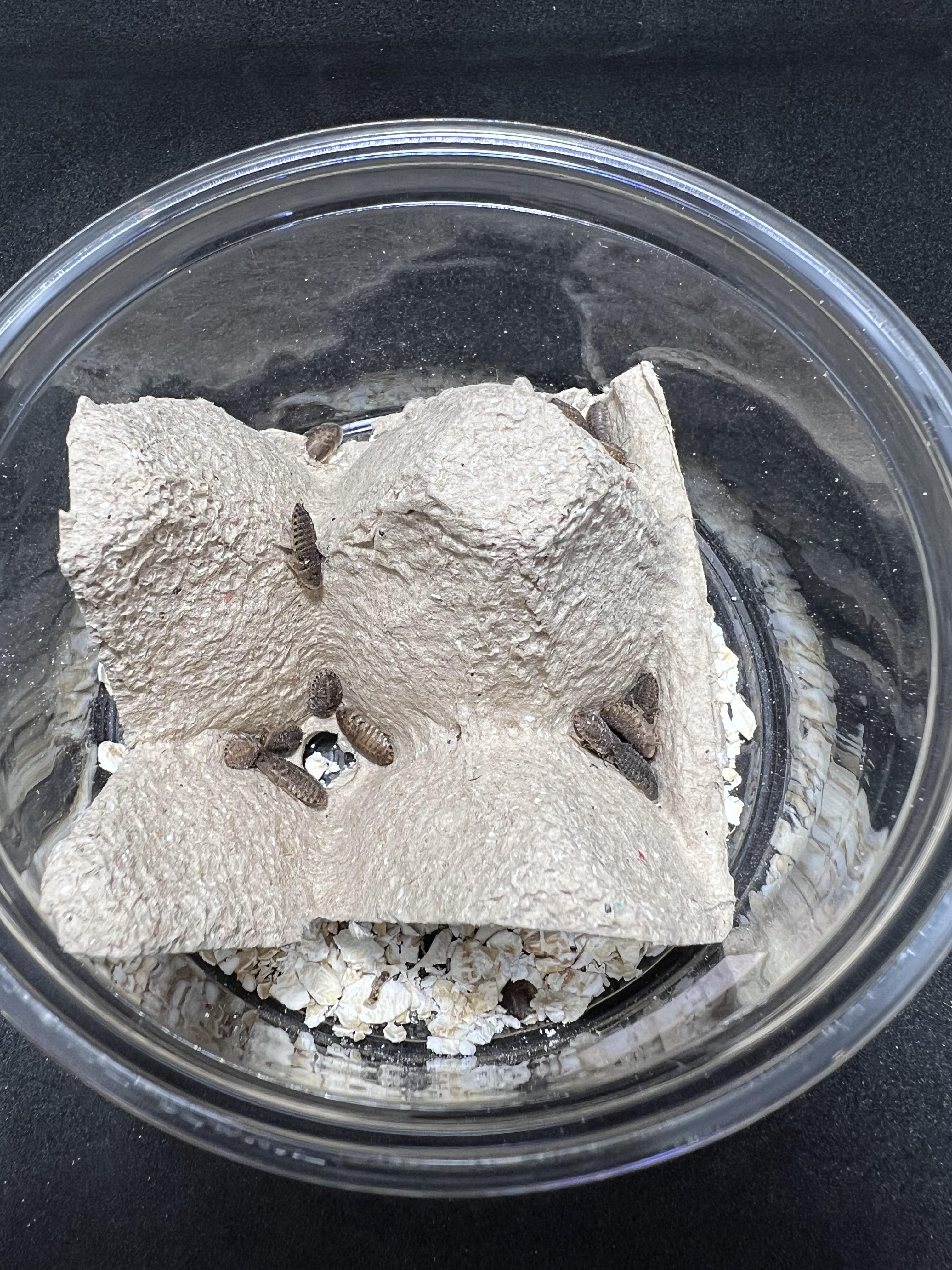 Blaptica dubia 5~10mm. 1 cup