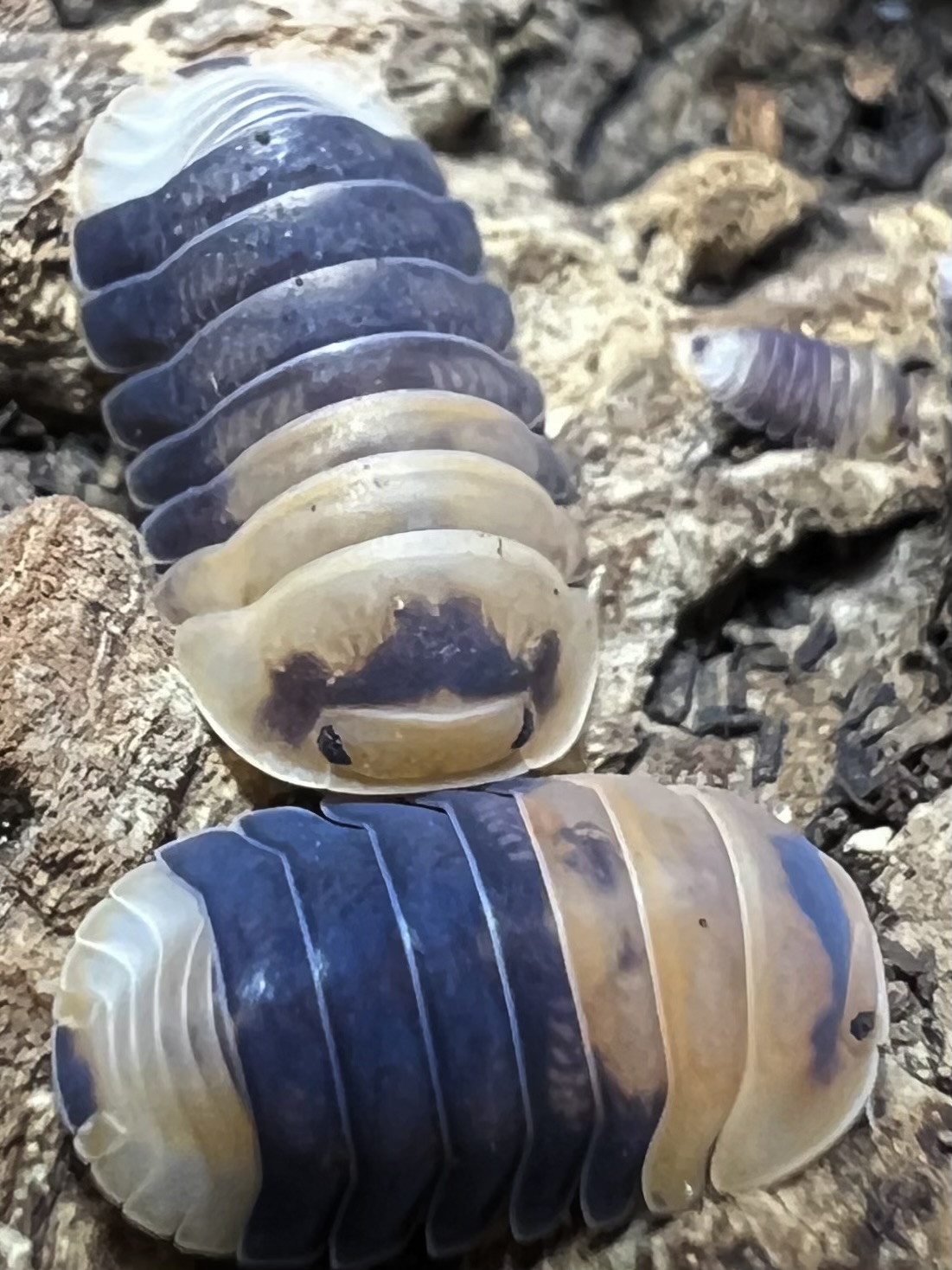 Cubaris sp. emperor bee 5 each