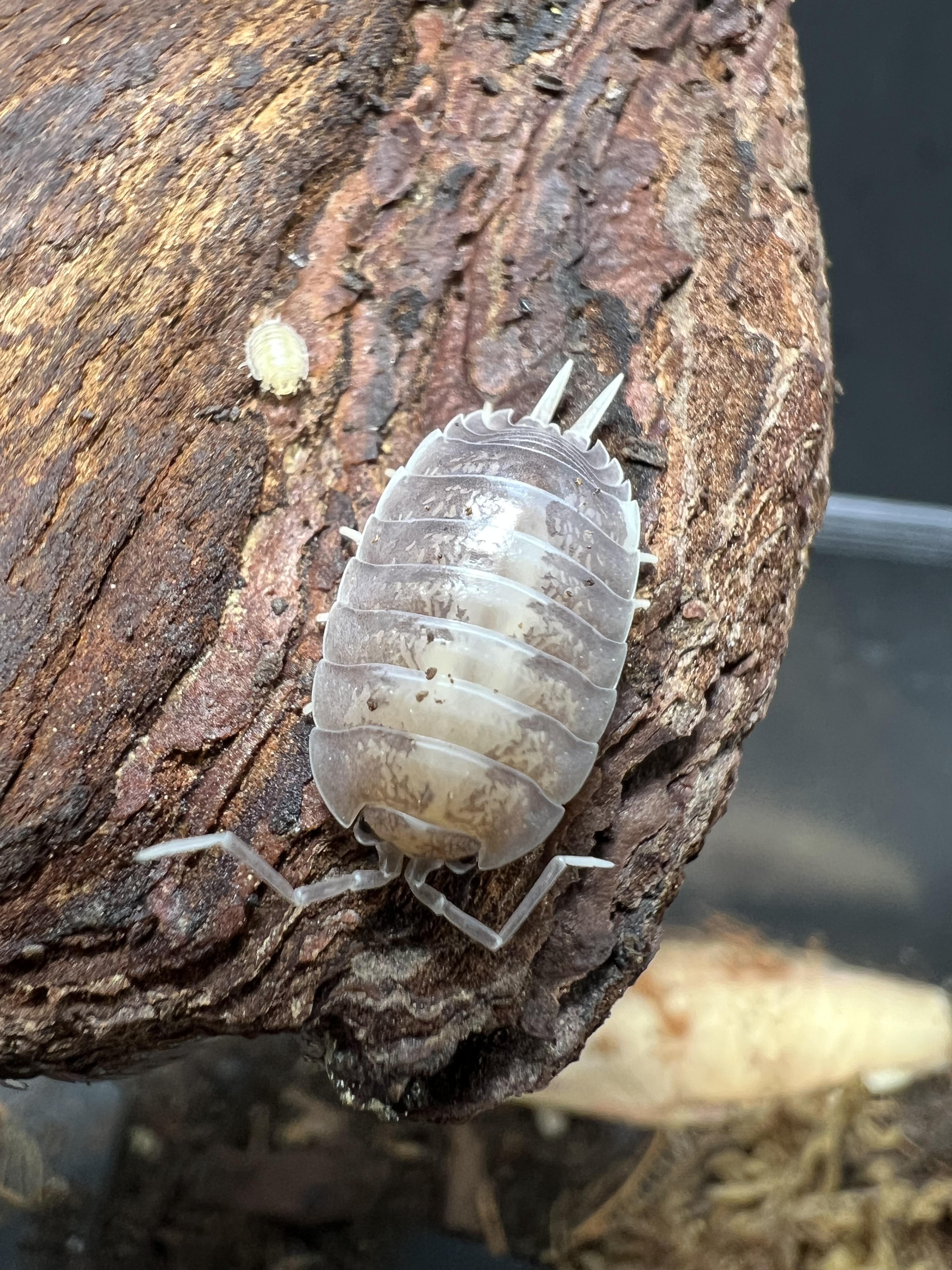Porcellio laevis milkback set 5 each
