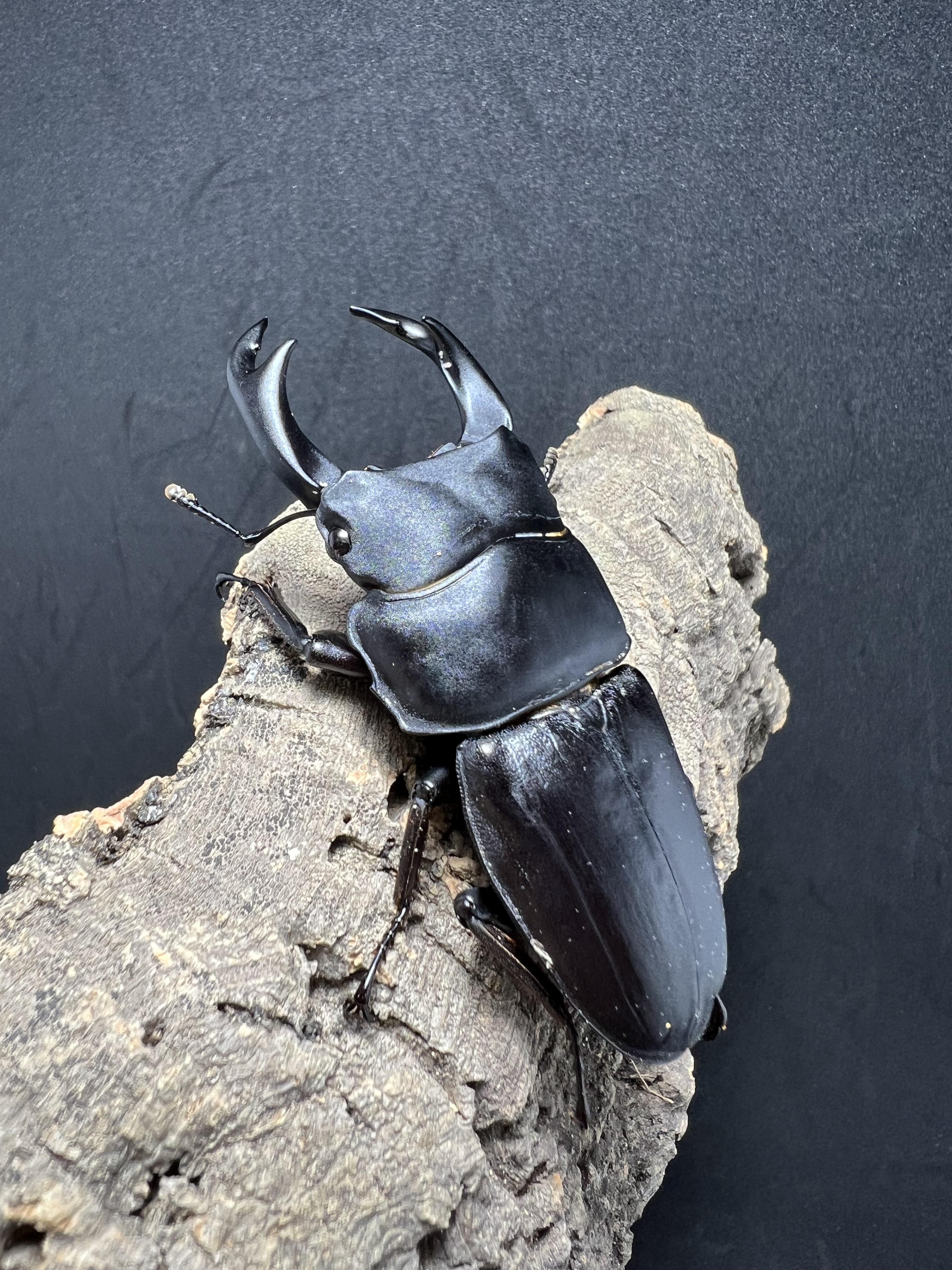 Dorcus hopei binodulosus 72 mm.