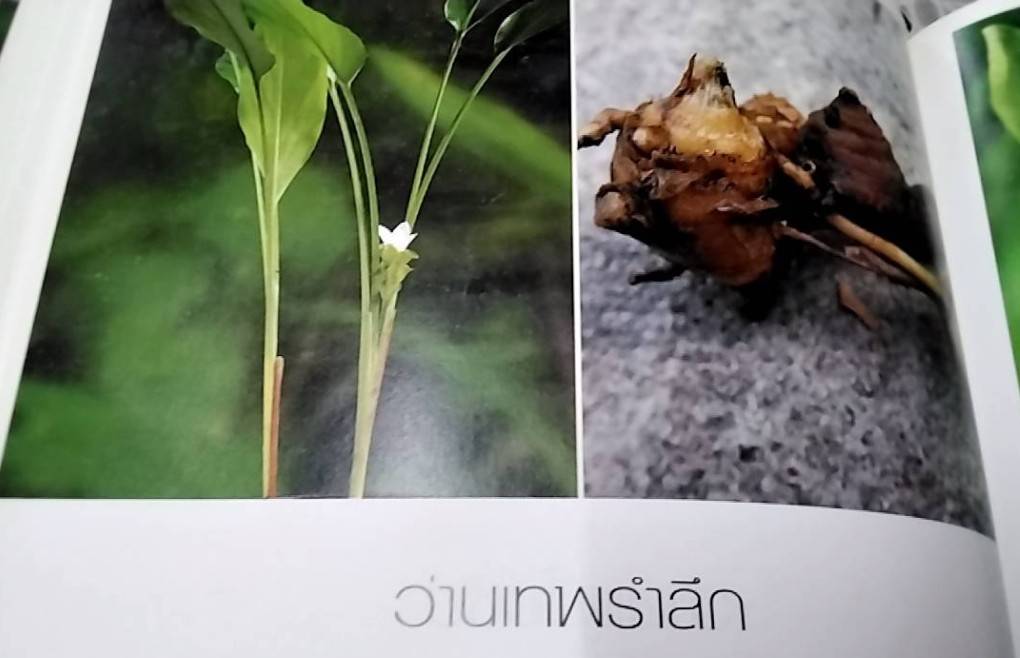 ว่าน สมุนไพร ไม้มงคลไทย