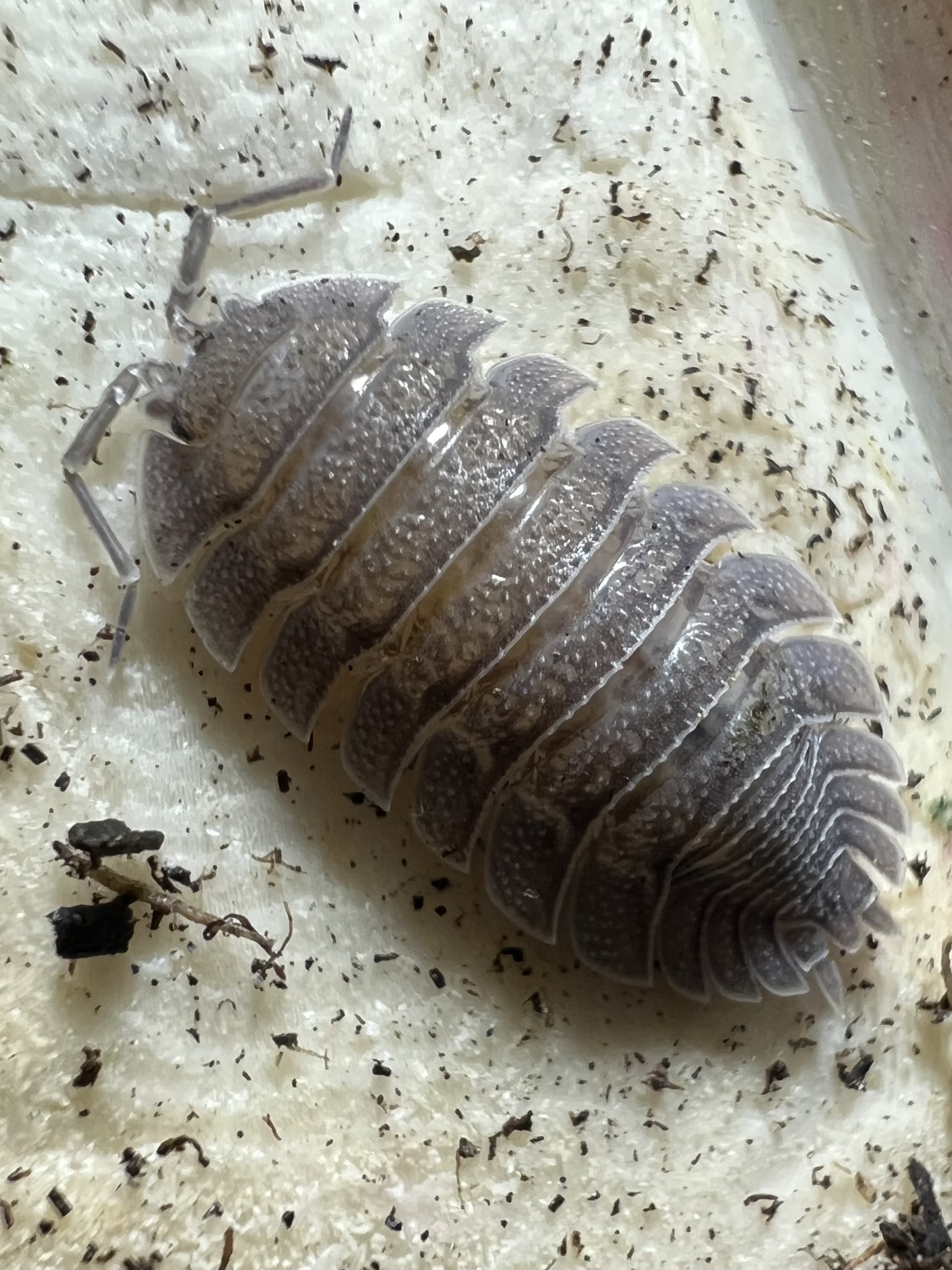 Porcellio spatulatus 5 each