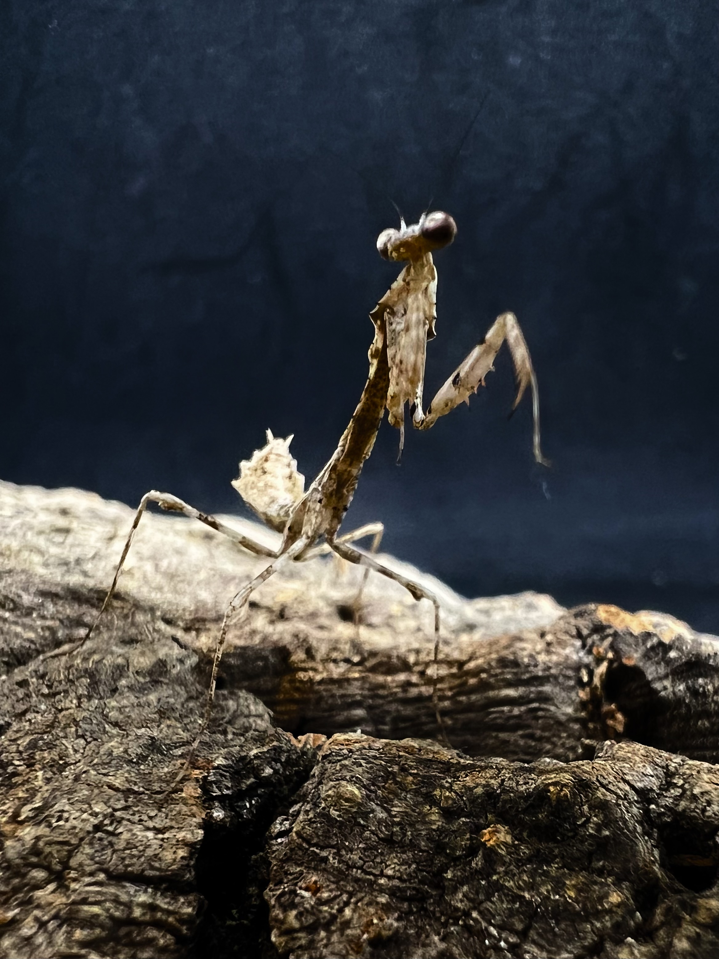 Deroplatys trigonodera Lv.2~3