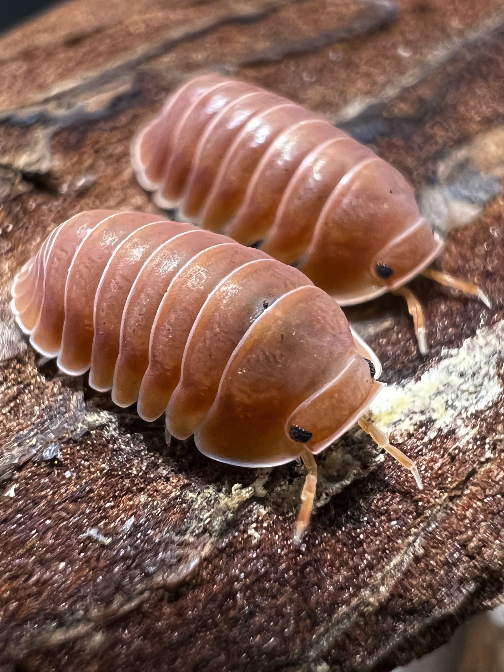 Cubaris sp. thai tea 5 each