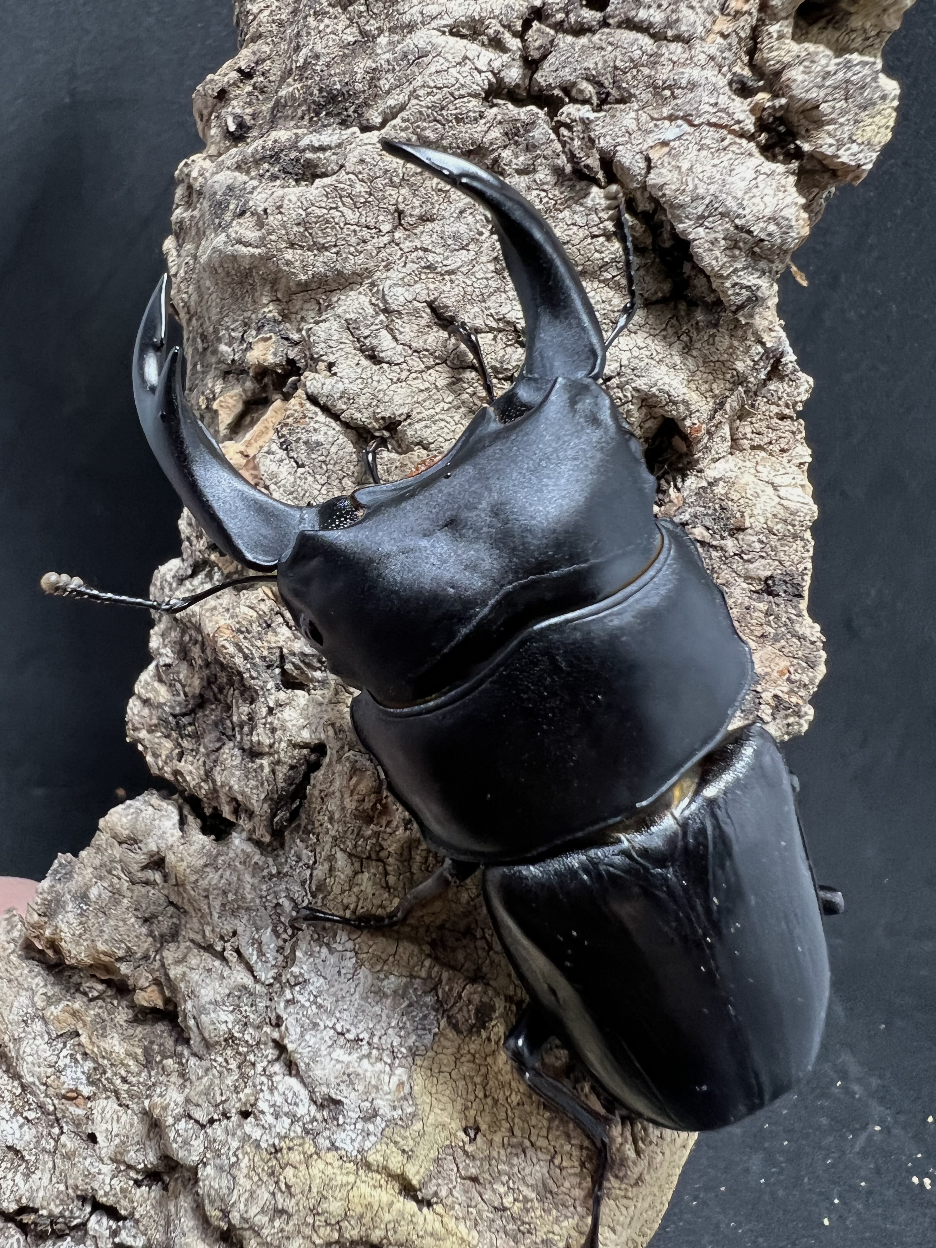 Dorcus hopei binodulosus 76mm.