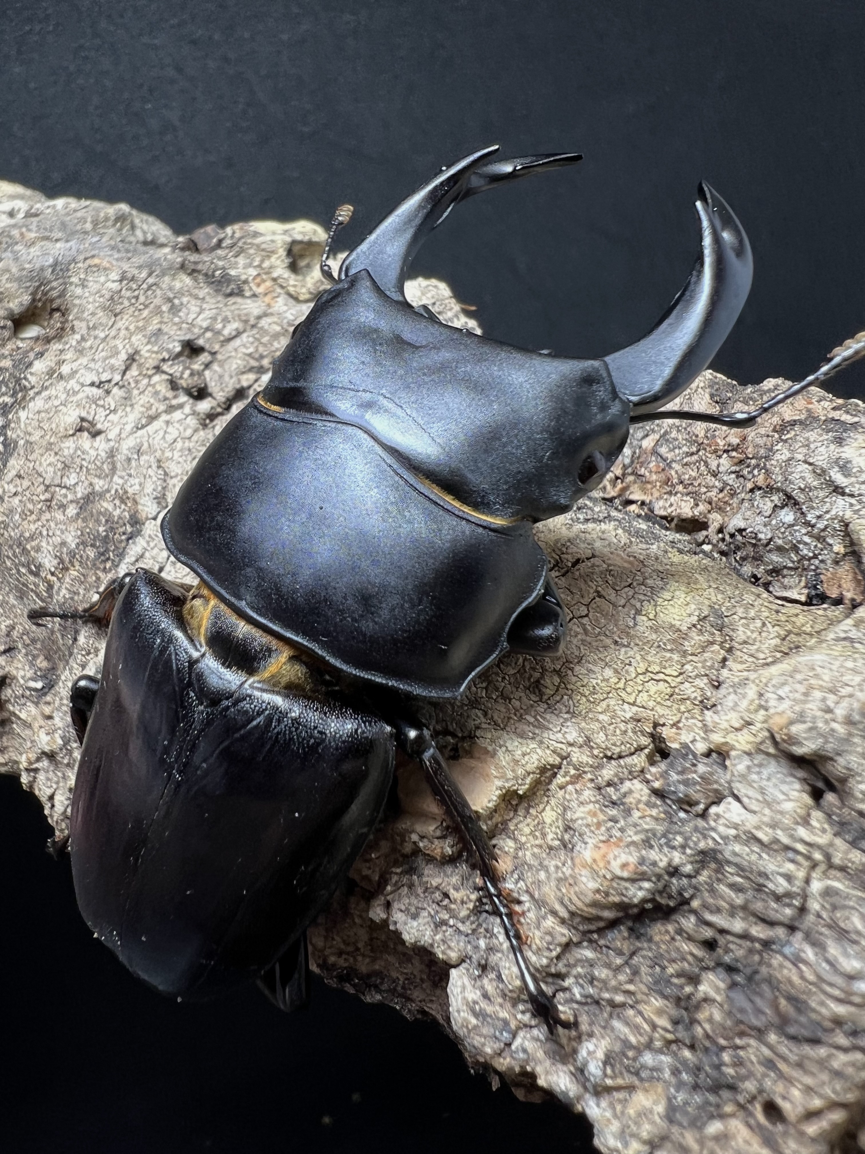 Dorcus hopei binodulosus 76mm.