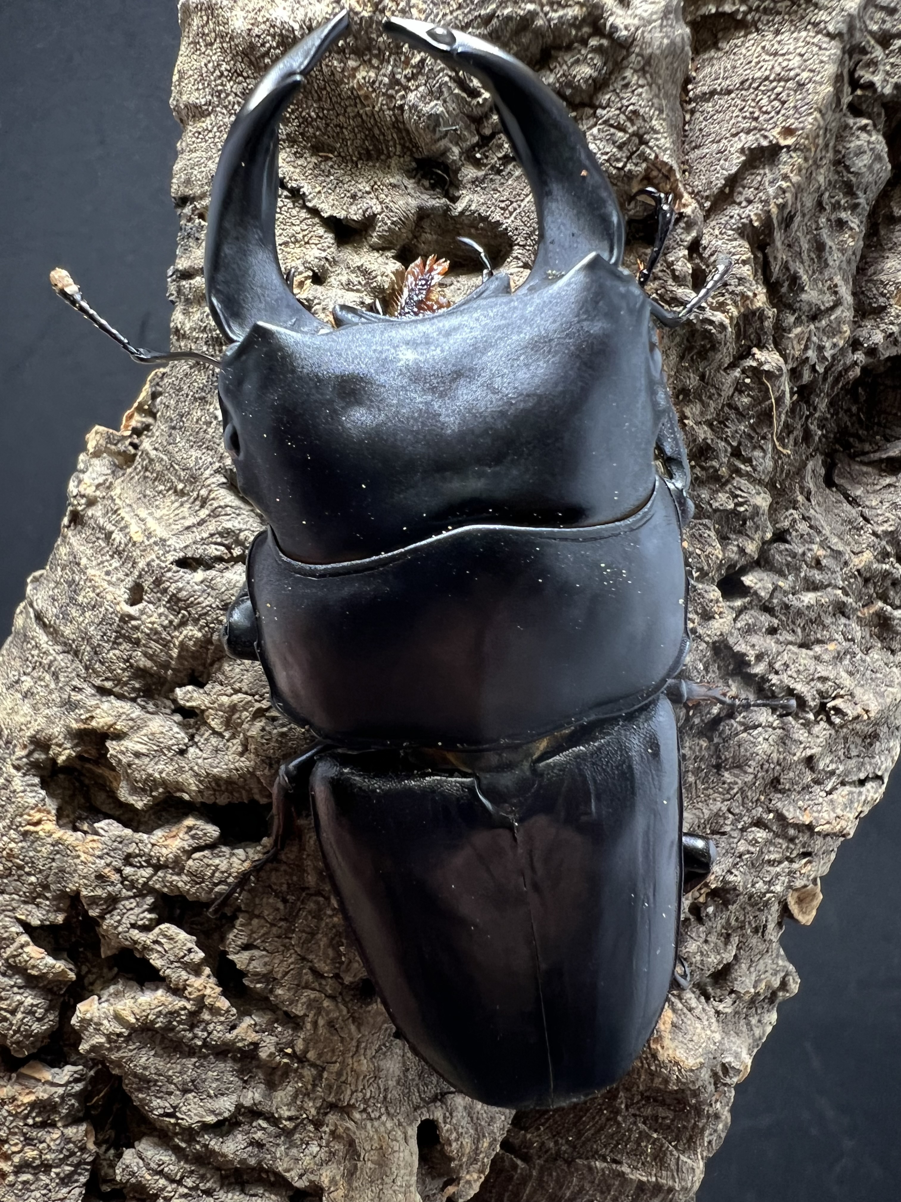 Dorcus hopei binodulosus 87 mm.