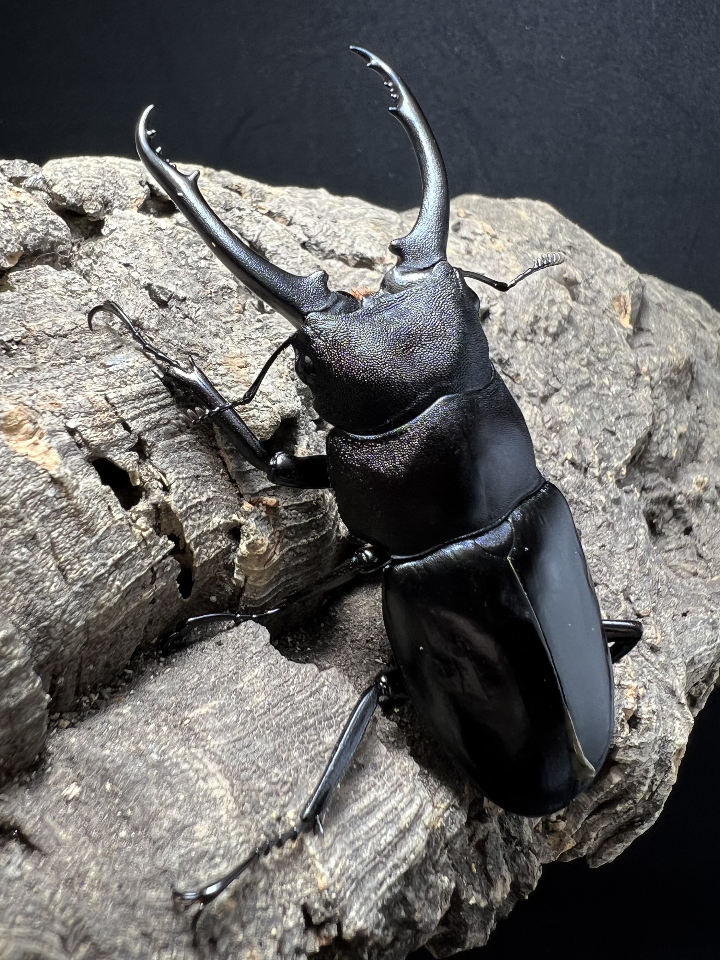 Hexarthrius vitalisi 71mm. Pair