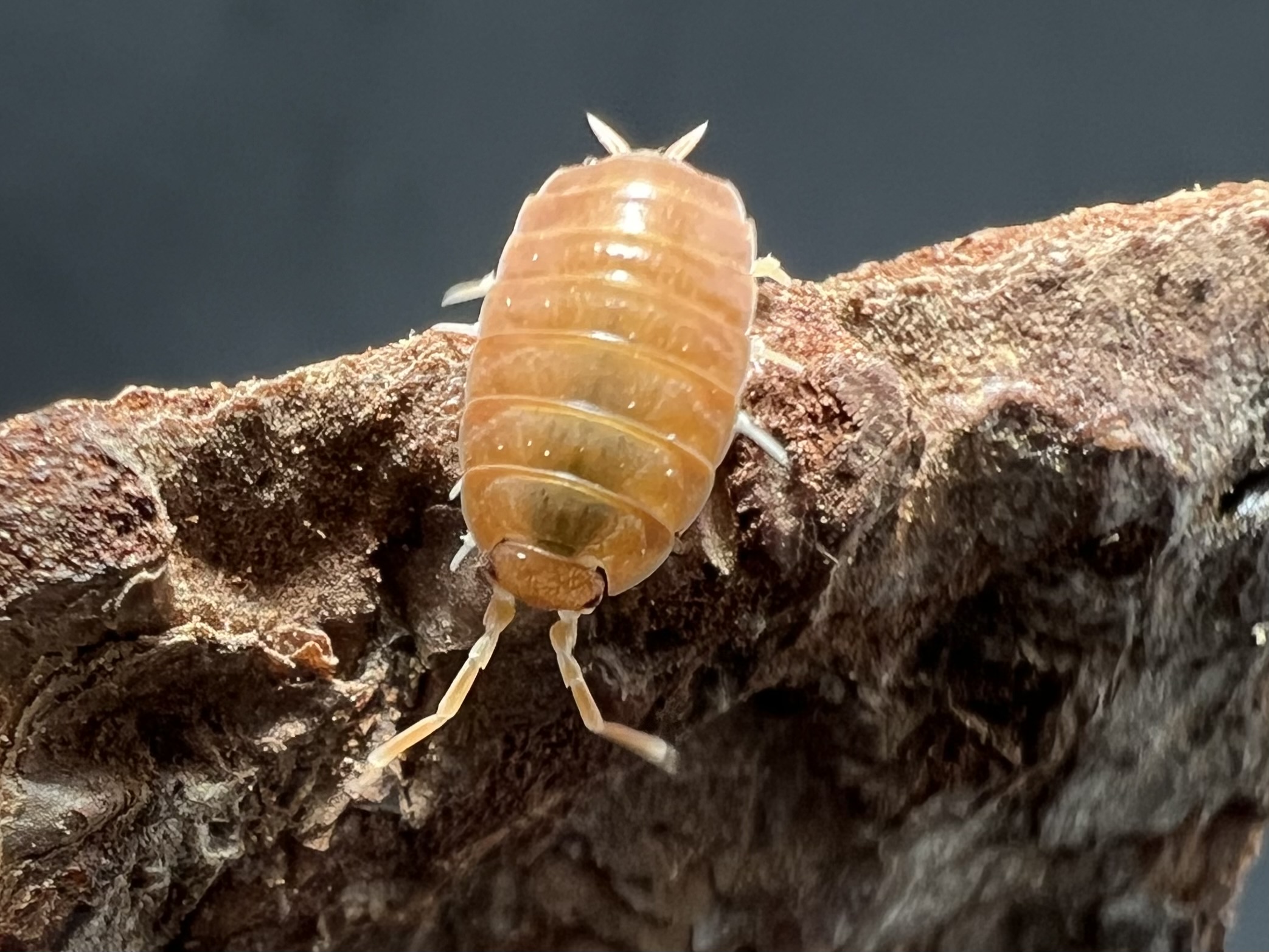 Porcellionides pruinosus "Powder orange" 10 each