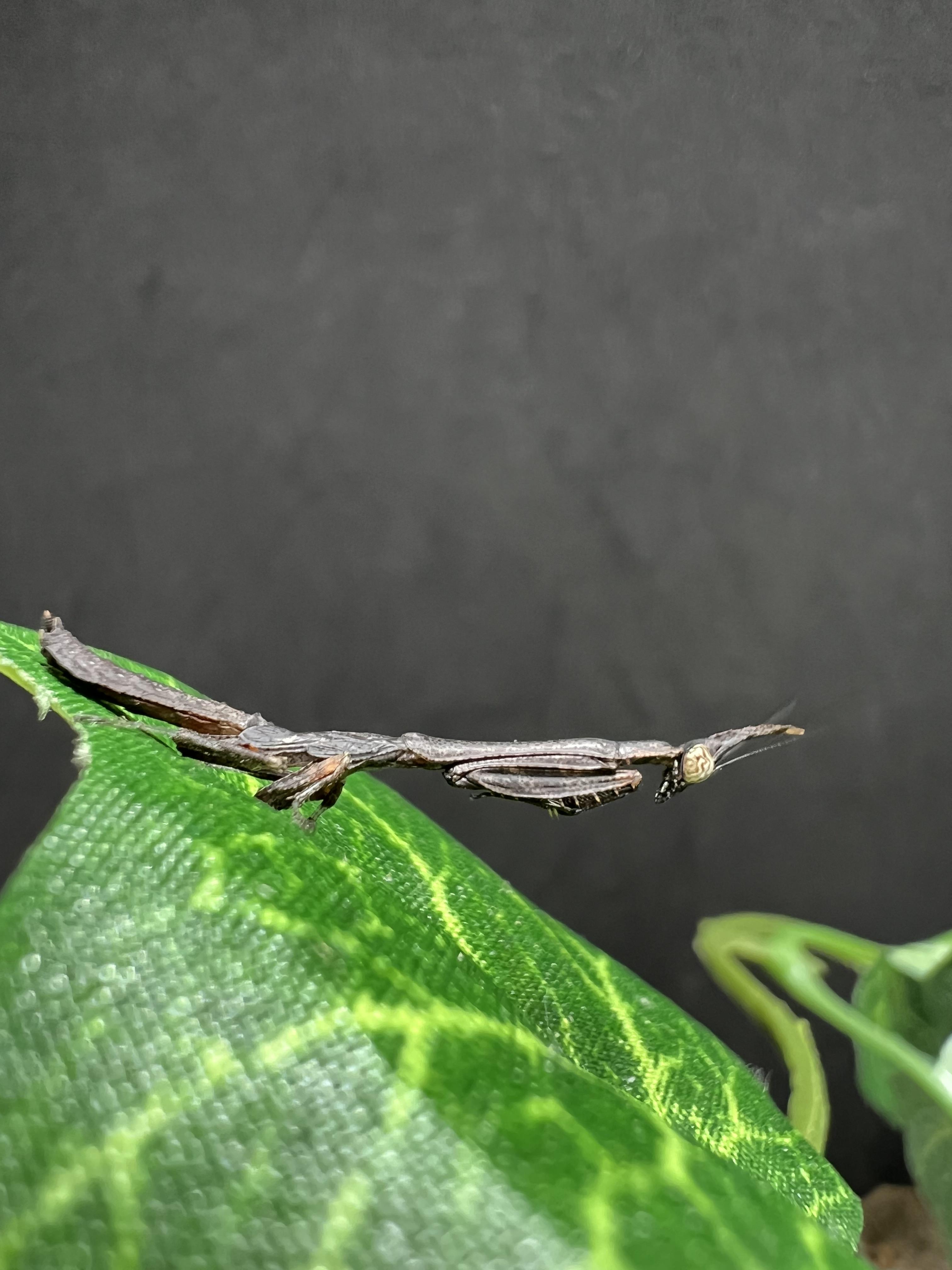 Phyllothelys sp. Lv.1~2