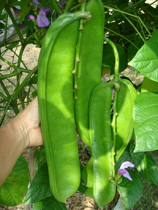 เมล็ดพันธุ์ถั่วอีโต้ แดง