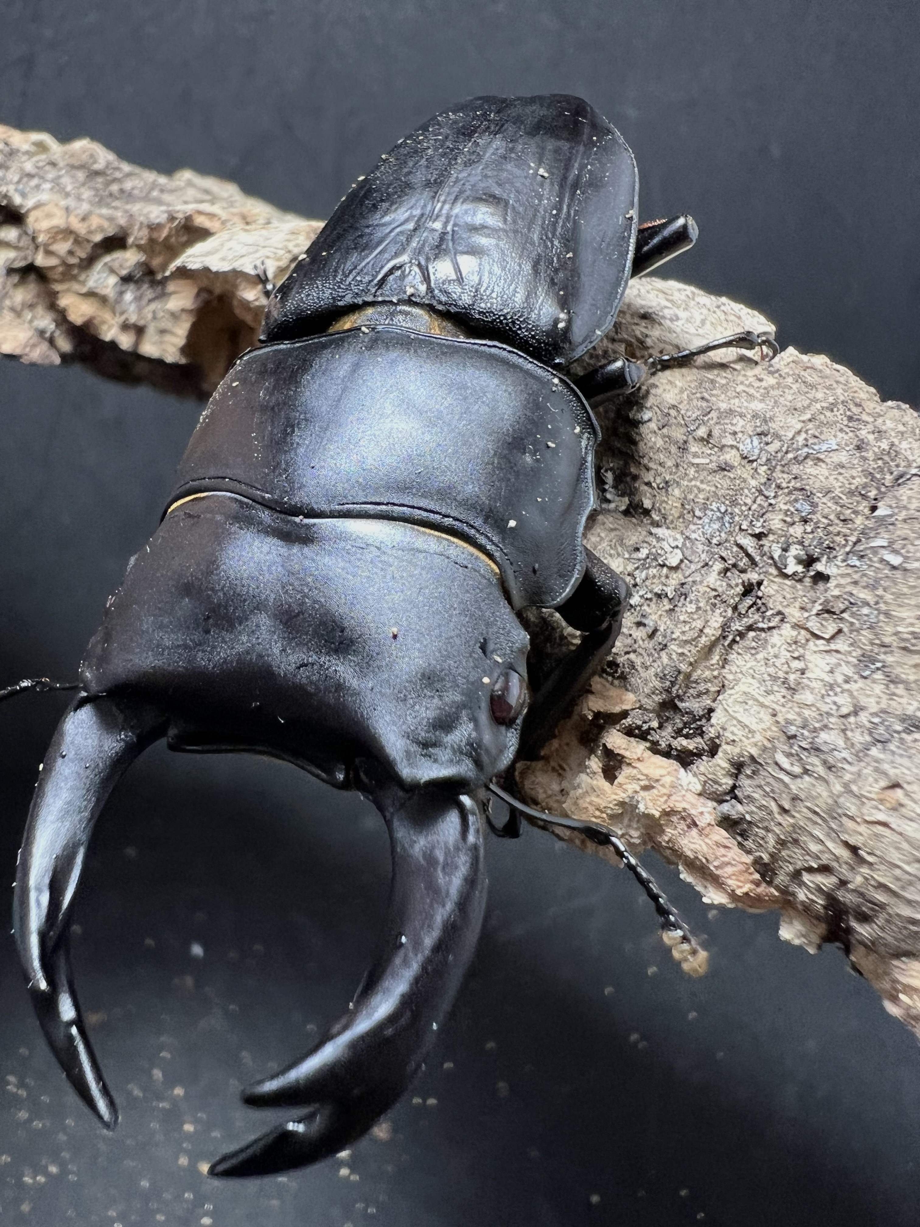 Dorcus hopei binodulosus 73mm.