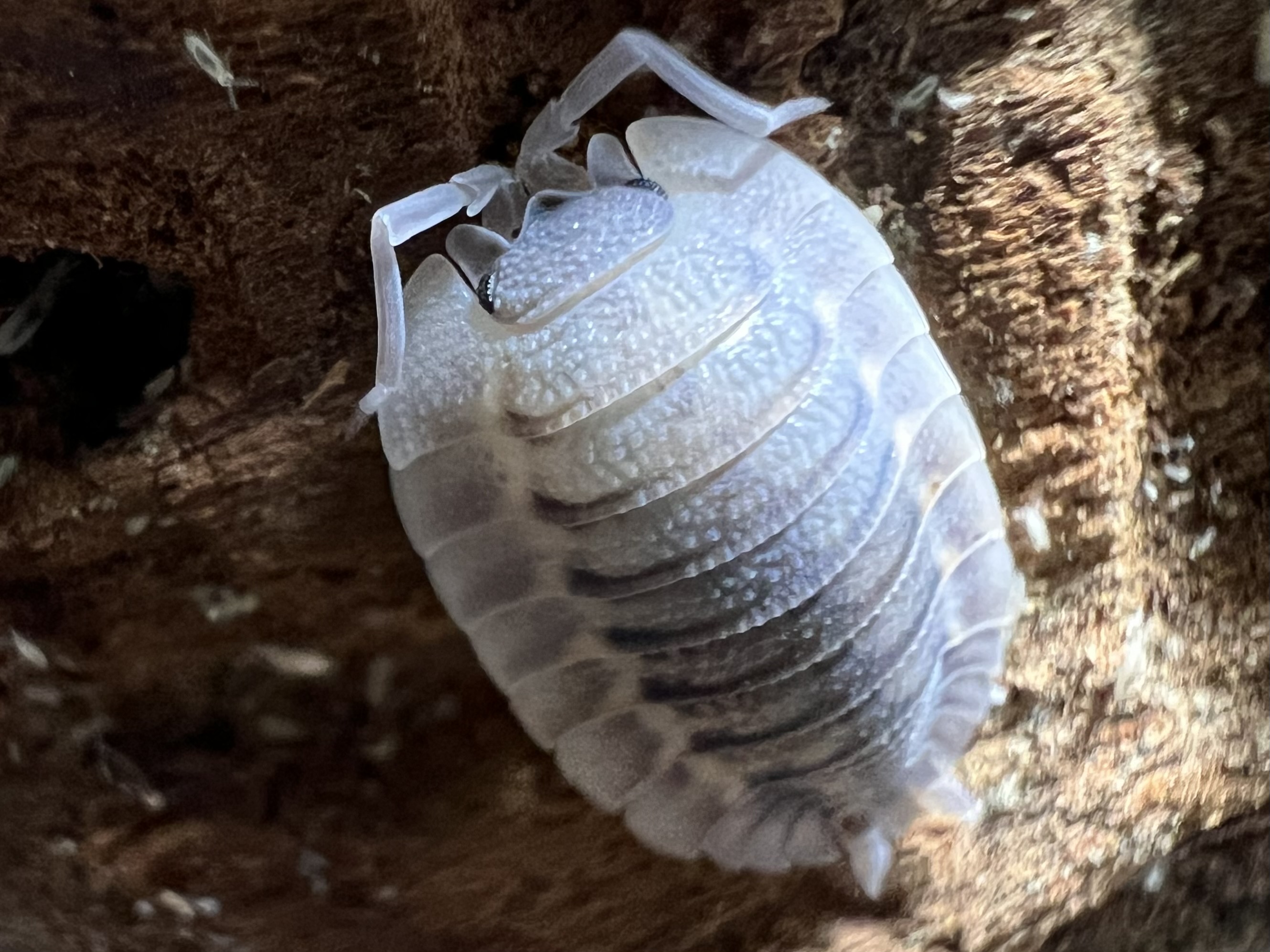 Porcellio spatulatus Coros 5 each