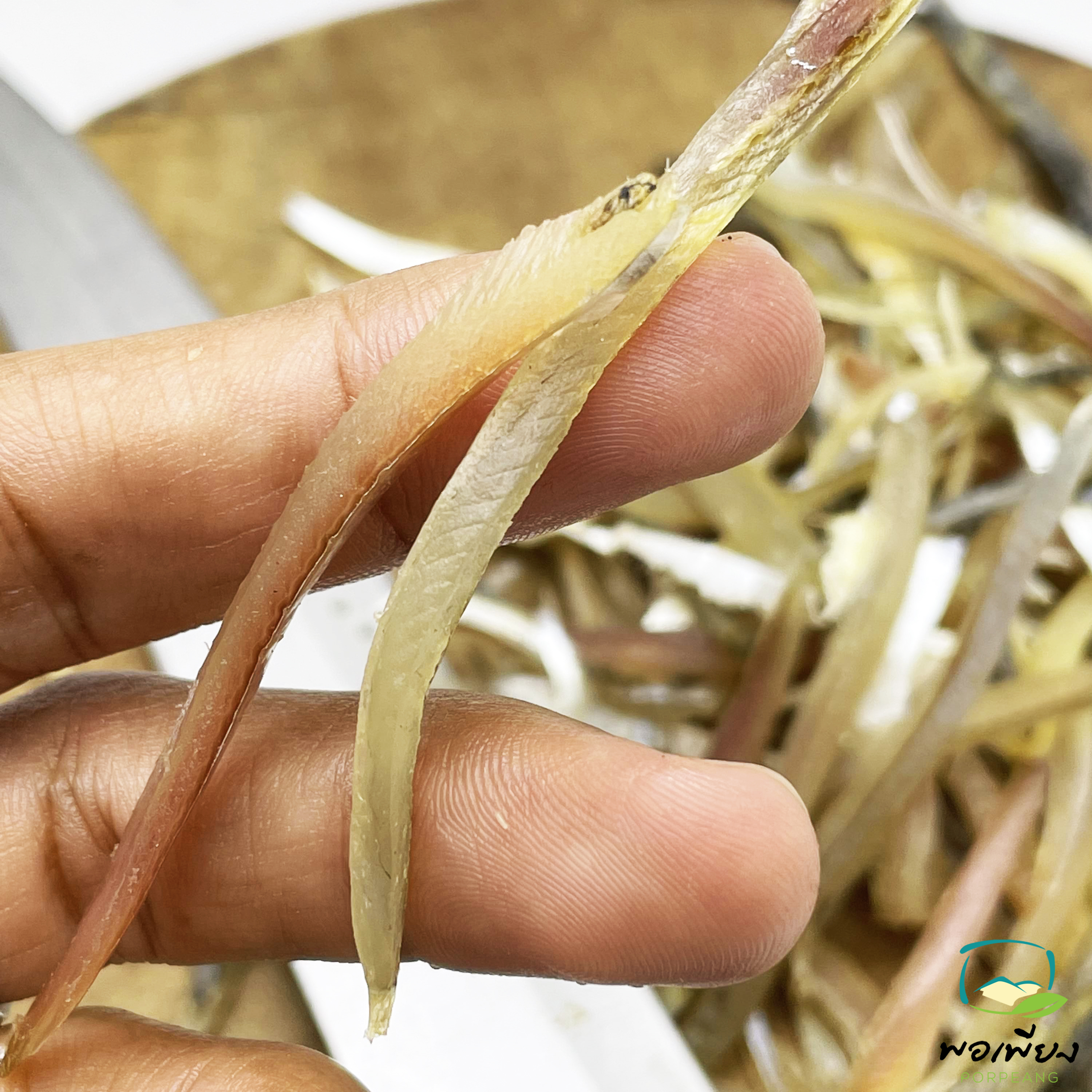 ปลาโคบเส้น ชาวประมง