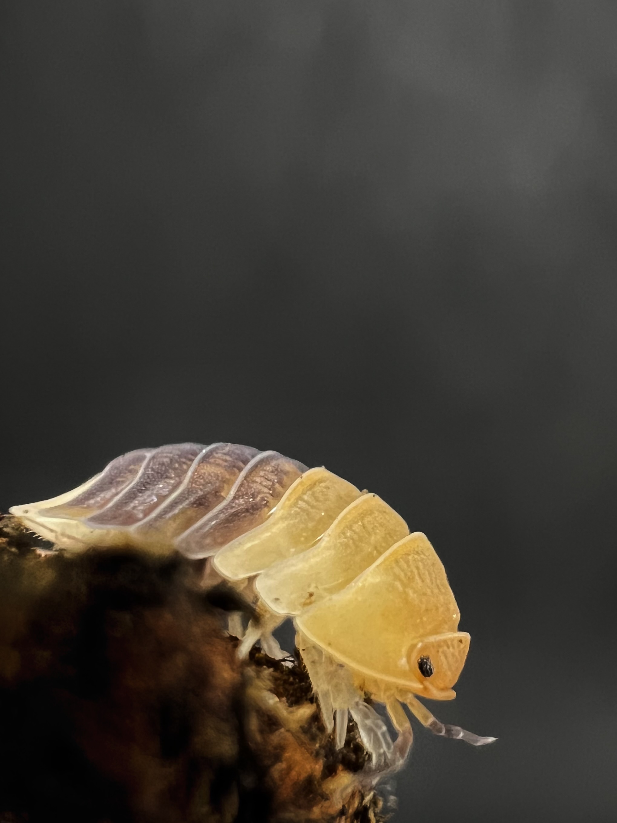 Cubaris sp. rubber bee 5 each