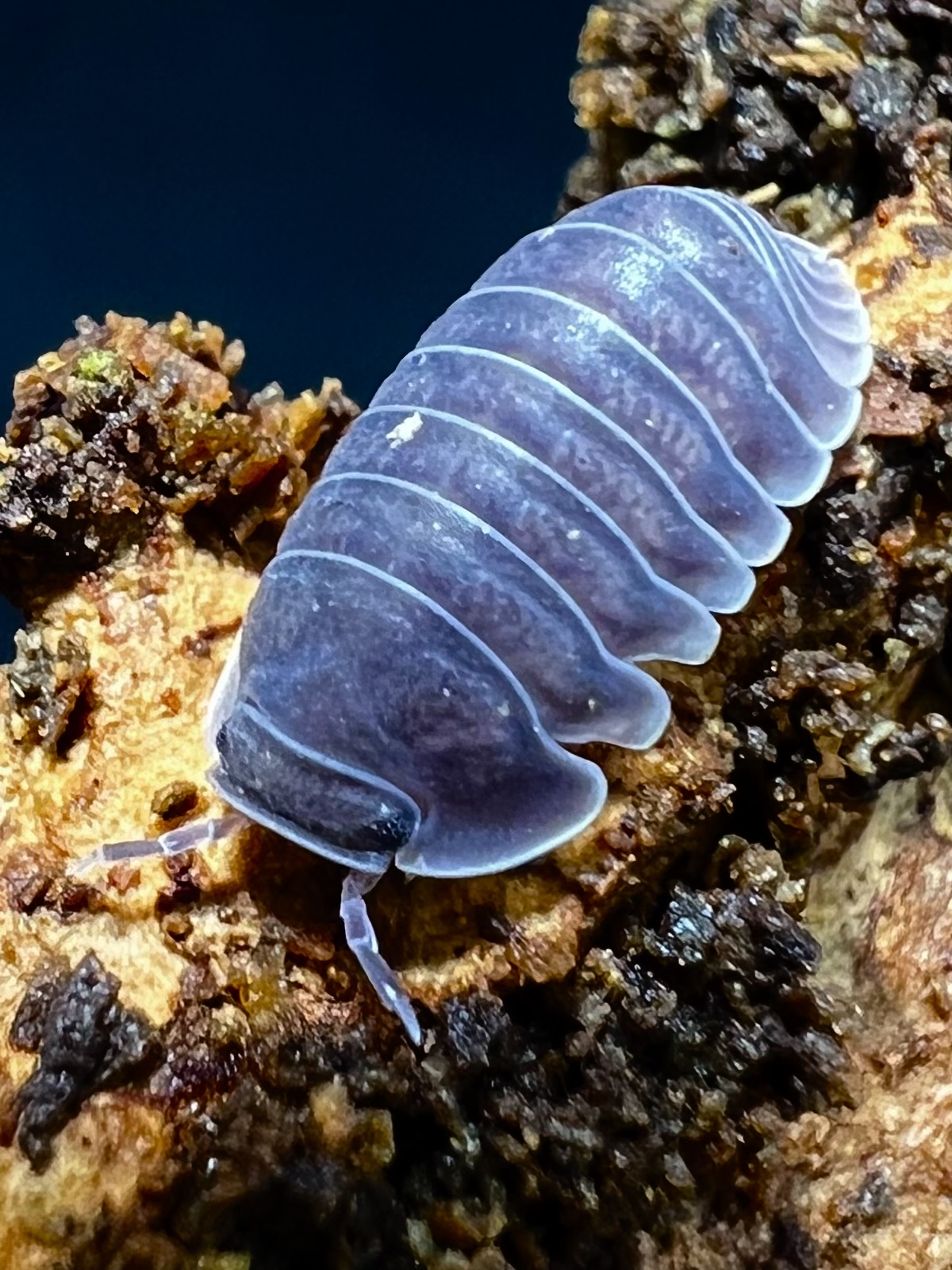 Cubaris sp. dark mill 5 each