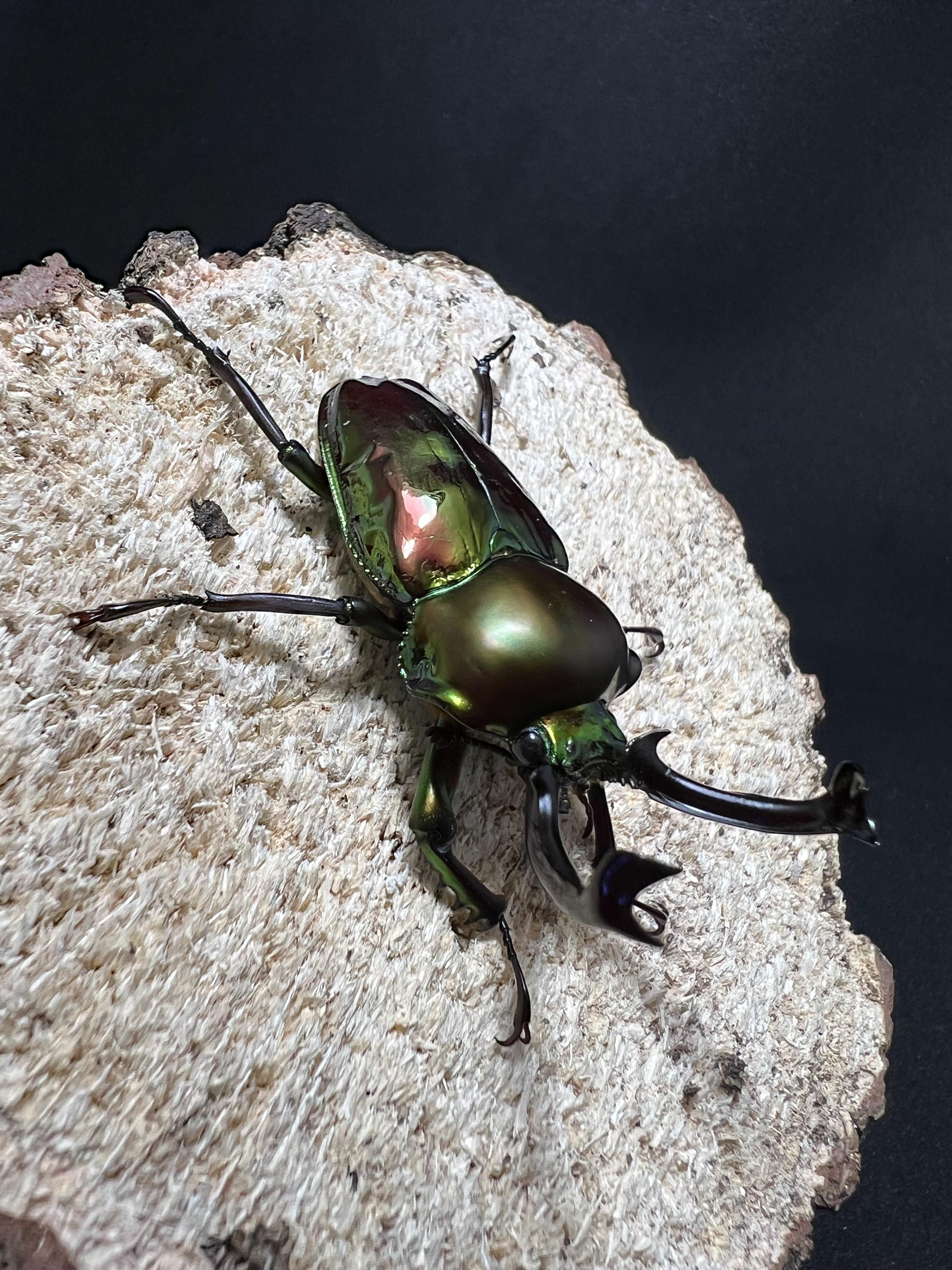 Phalacrognathus muelleri 52 mm.