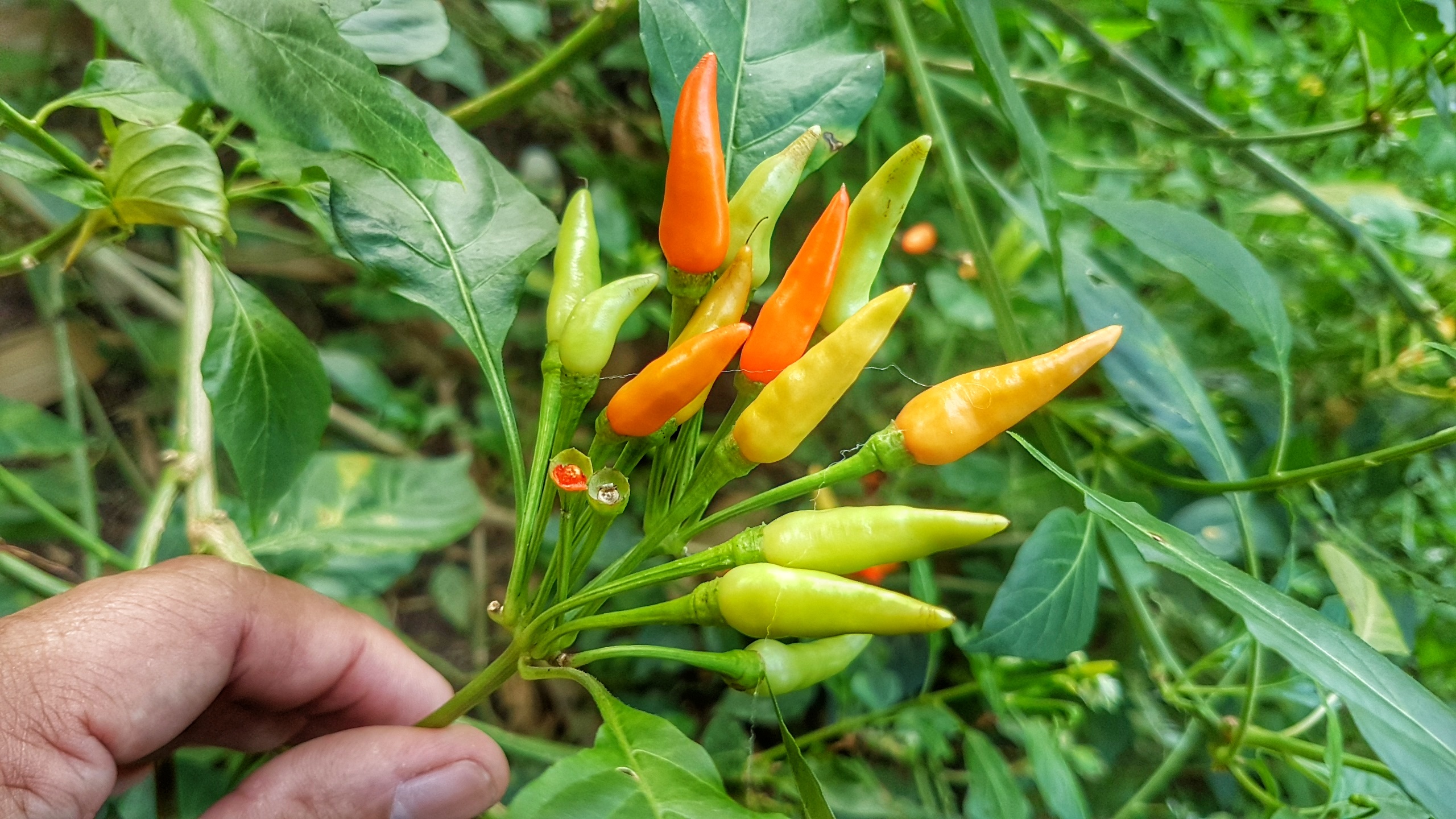 พริกช่อ พริกพวง พริกโบราณ สวยงาม หอมเผ็ด หายาก 100 เมล็ด 65 บาท ส่งฟรี