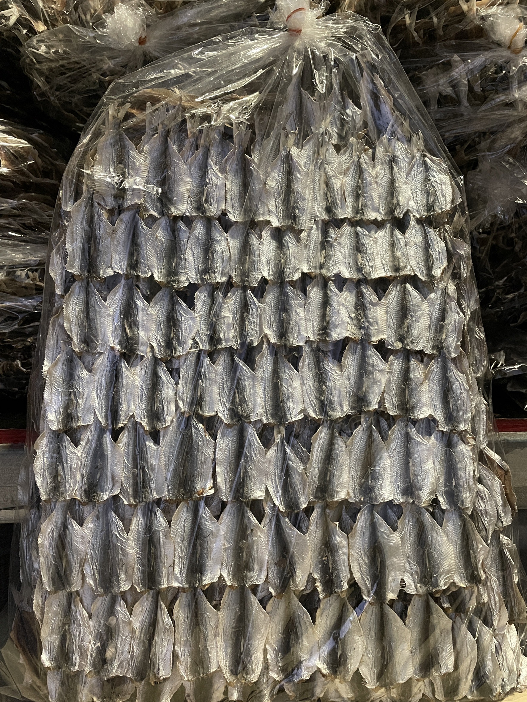 ปลาหลังเขียว ขายส่ง 5โล