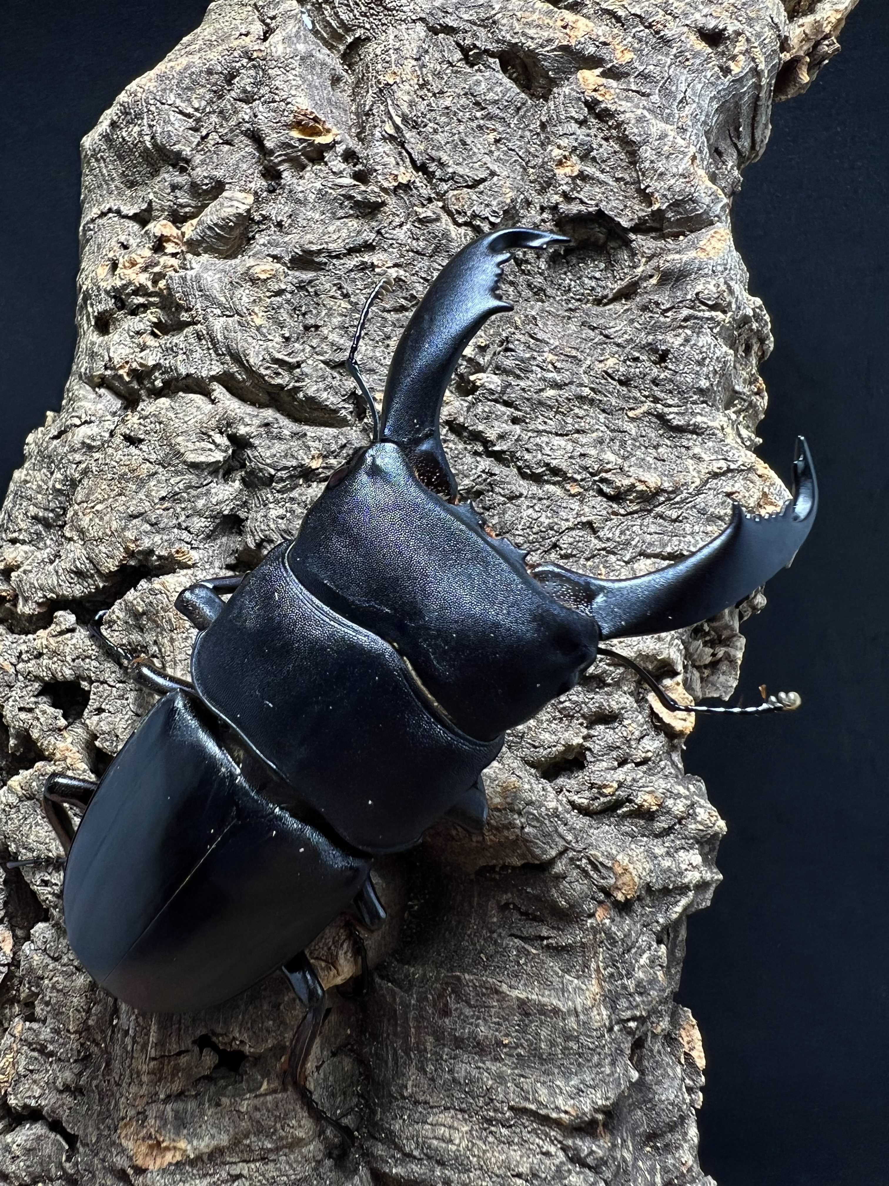 Dorcus titanus typhon 80mm.