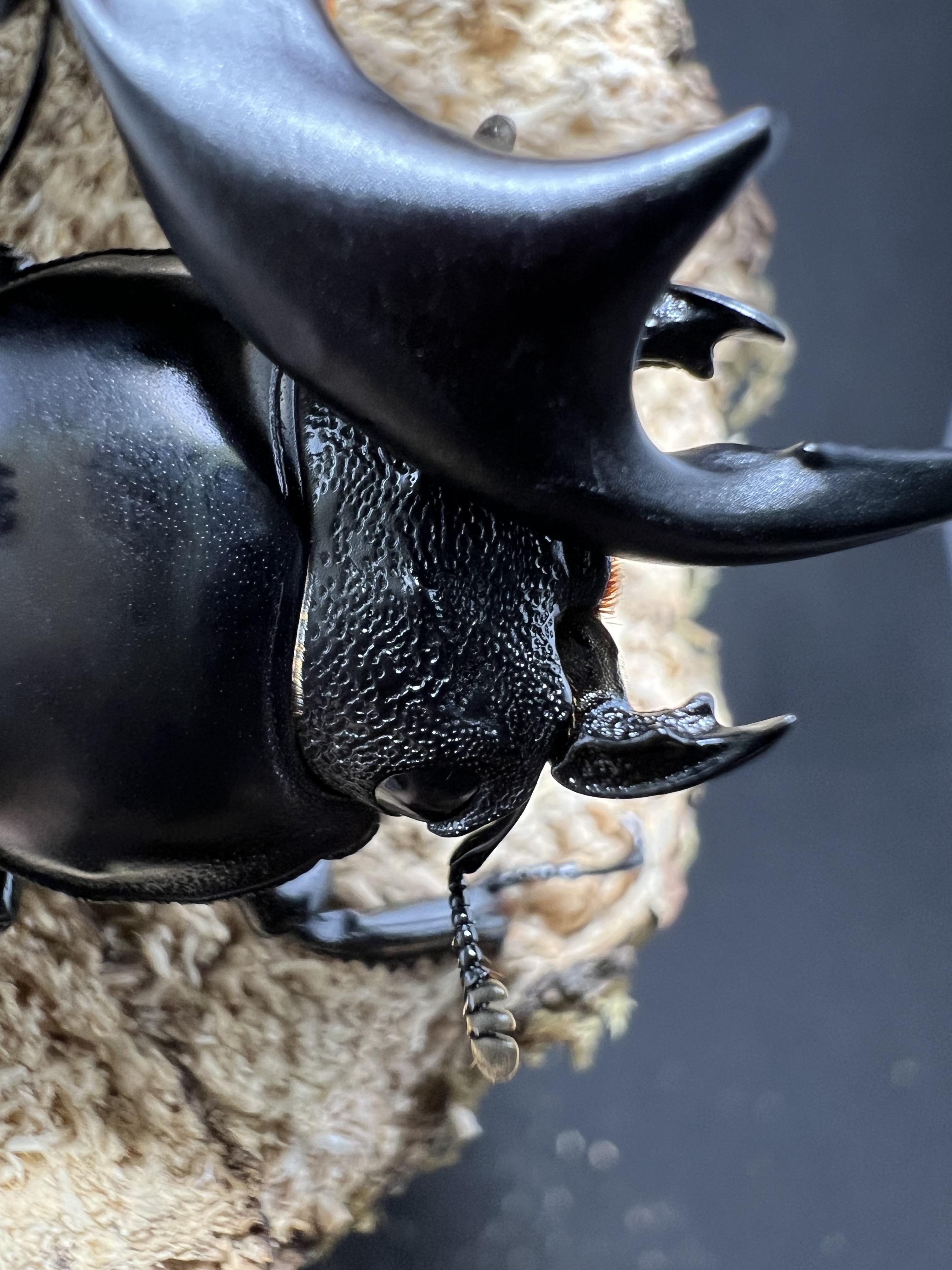 Dorcus antaeus antaeus 74x44mm.