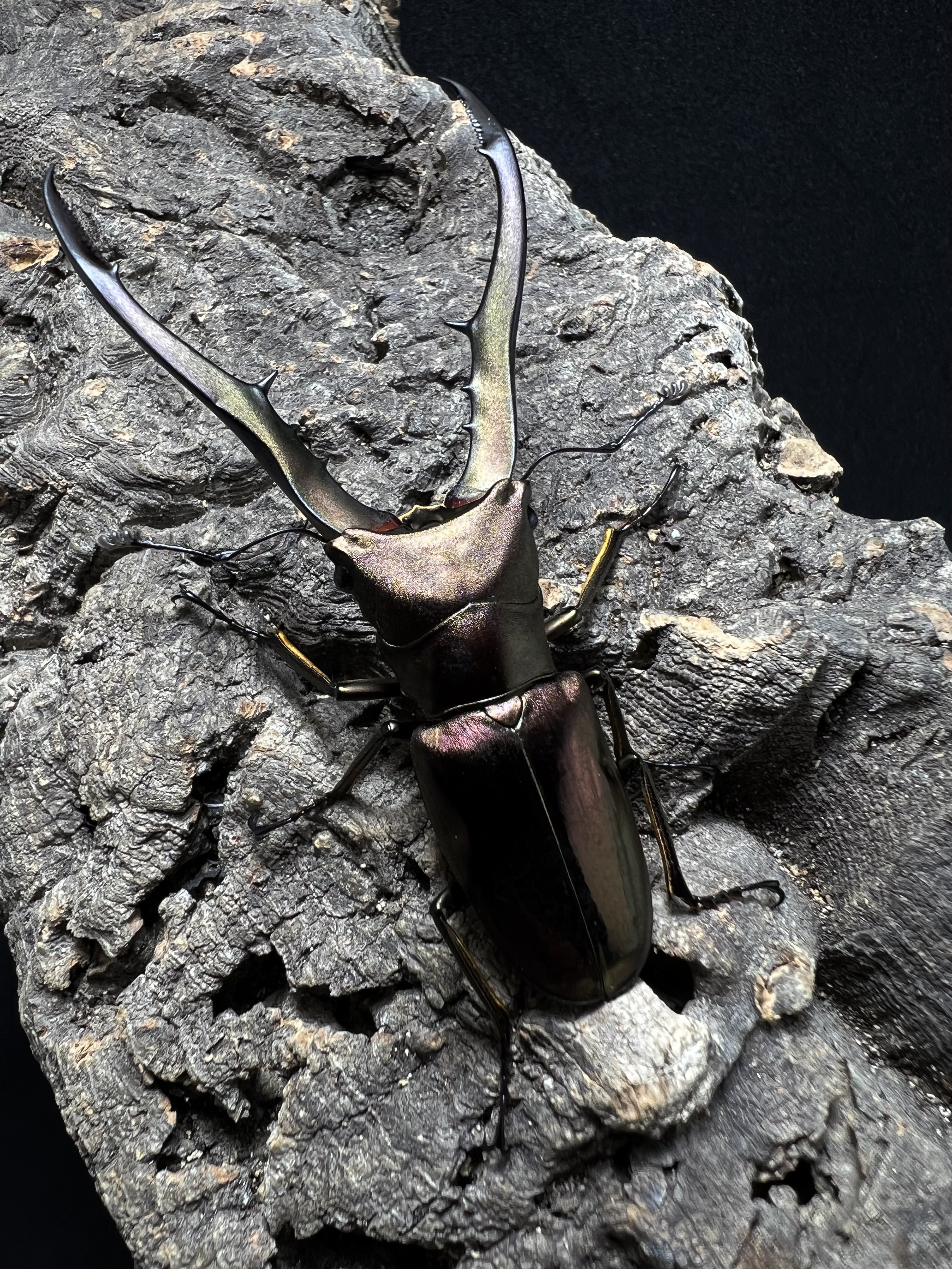 Cyclommatus metallifer 69mm.