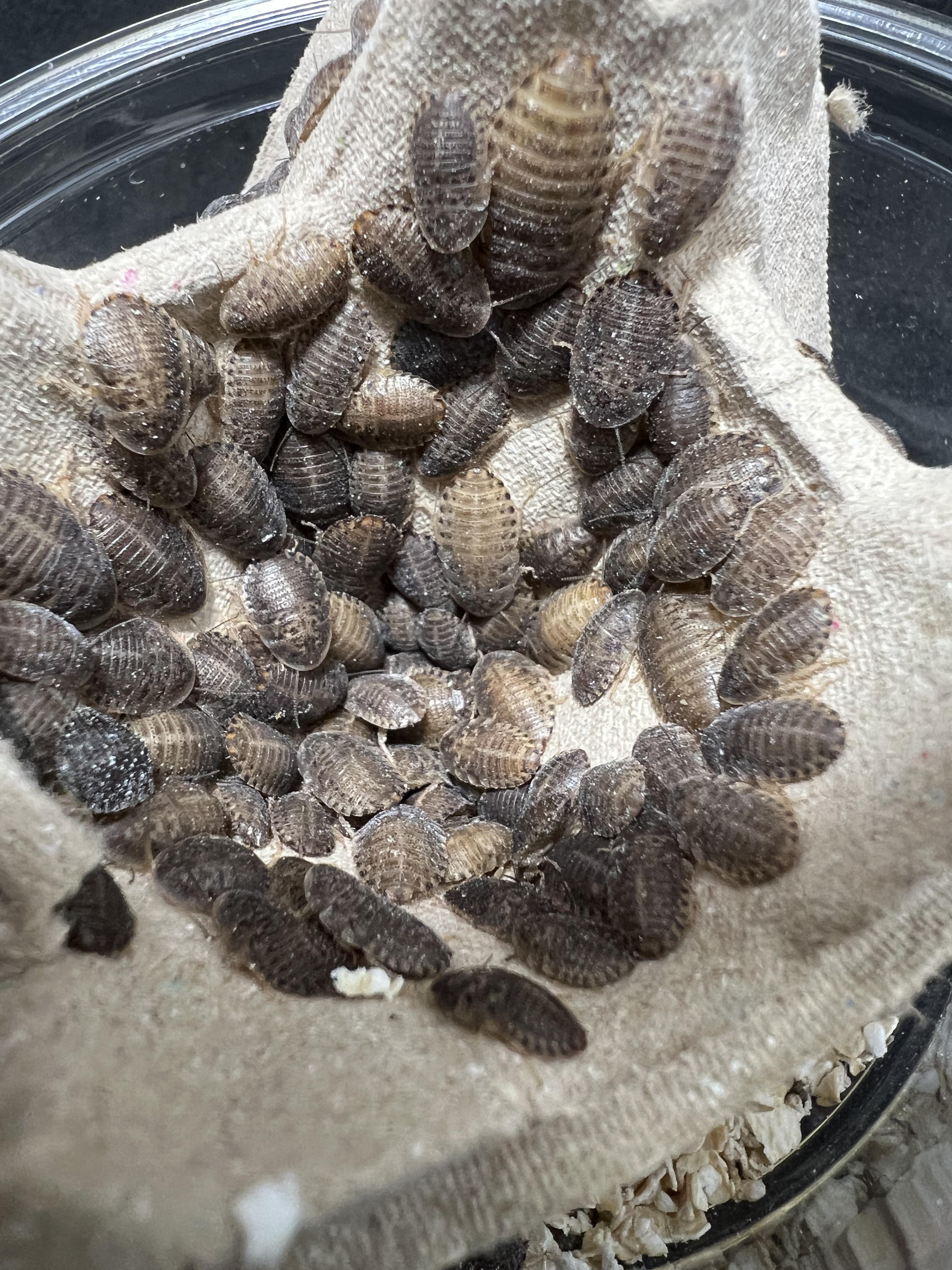 Blaptica dubia 5~10mm. 1 cup