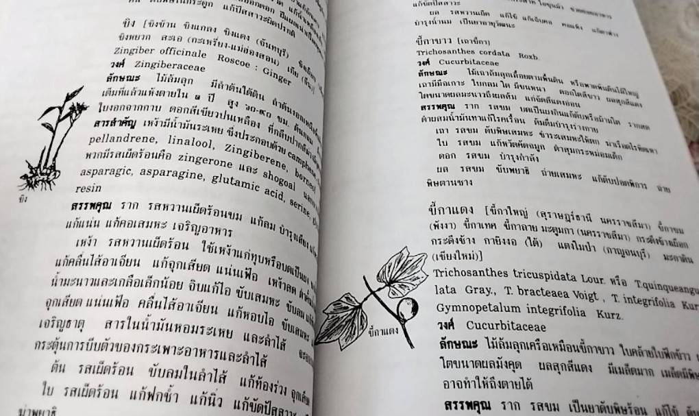 สมุนไพร ร้าน เจ้ากรมเป๋อ