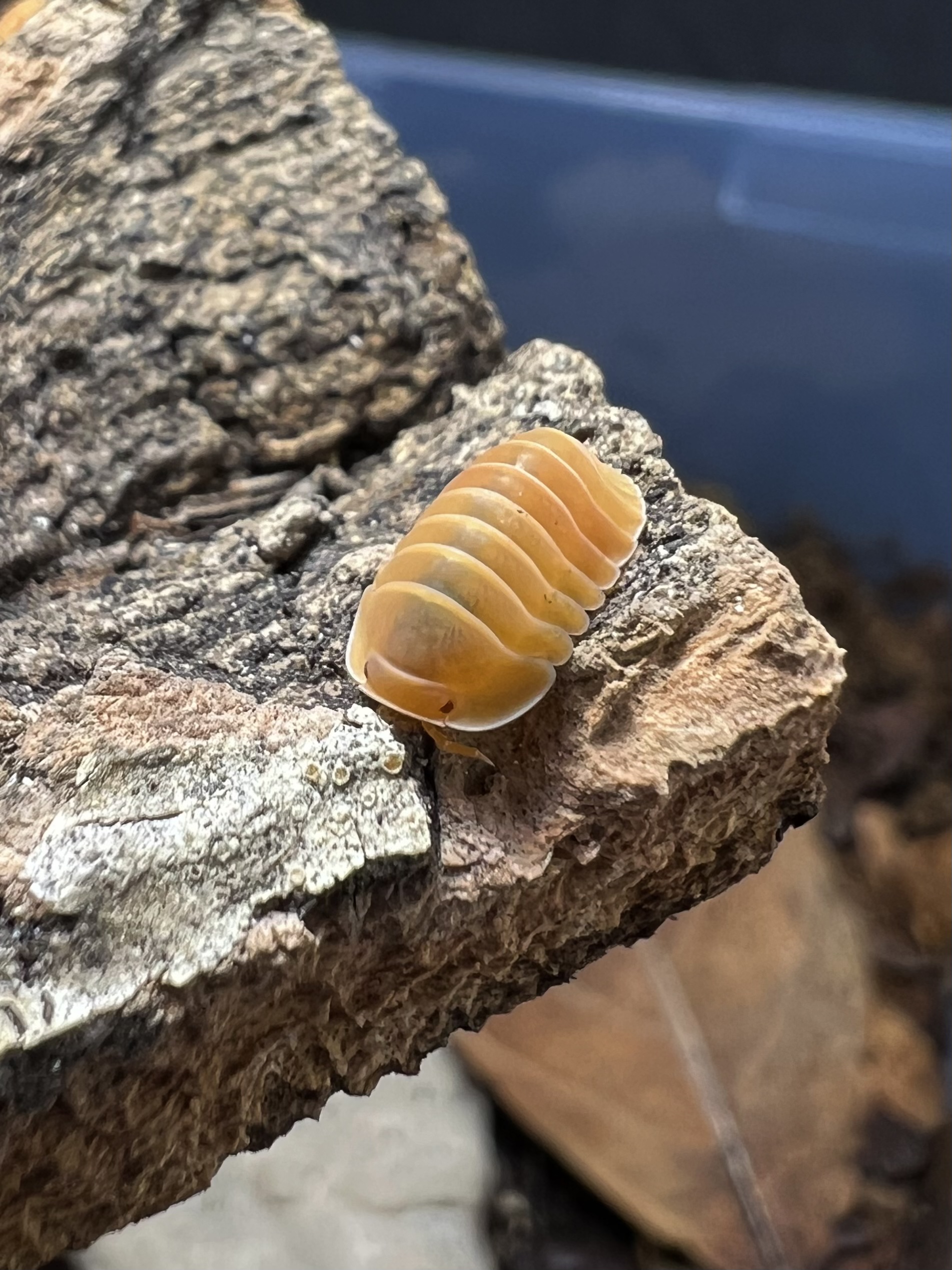 Cubaris sp. amber ducky ‘Albino’ 5 each