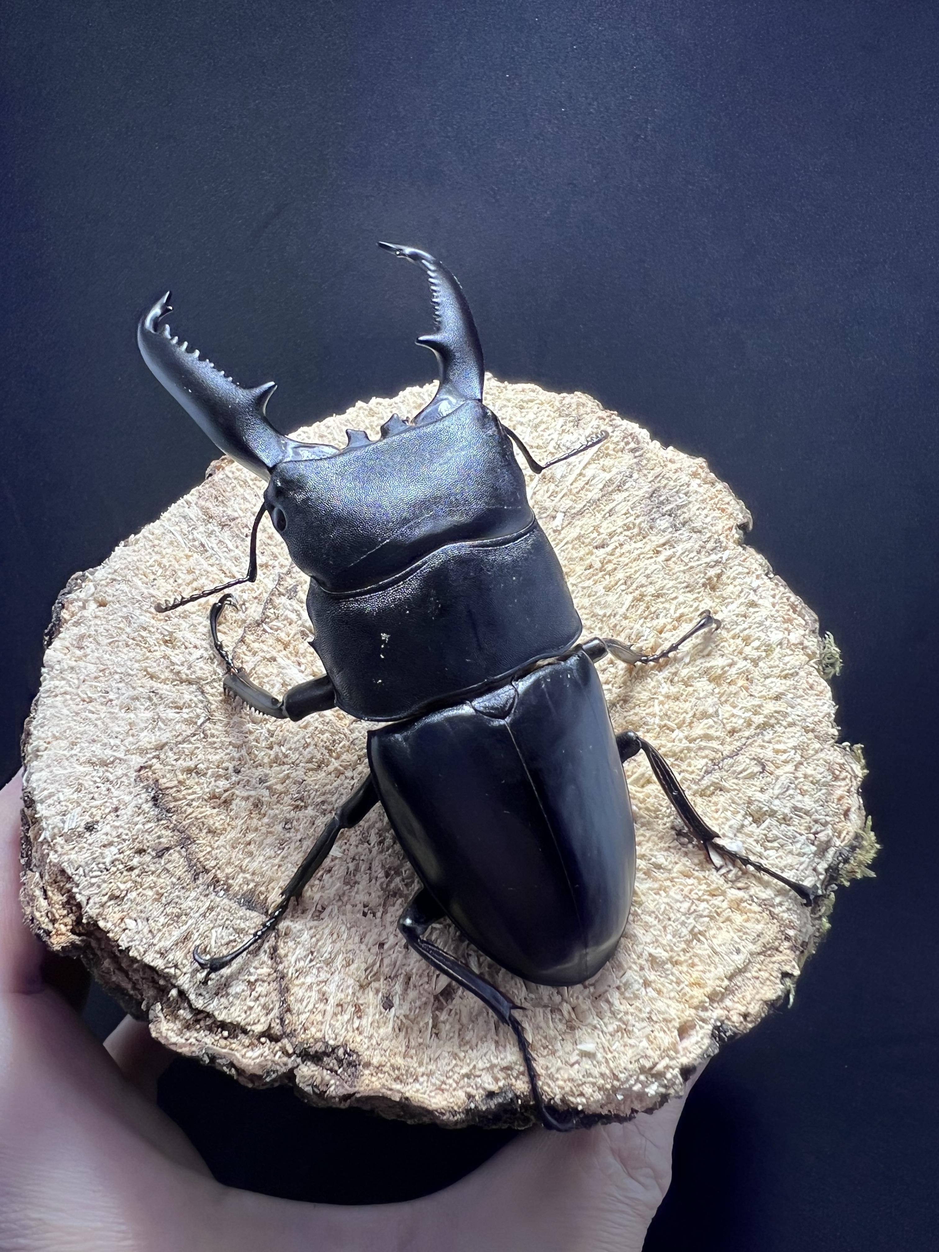 Dorcus titanus palawanicus 95 mm.