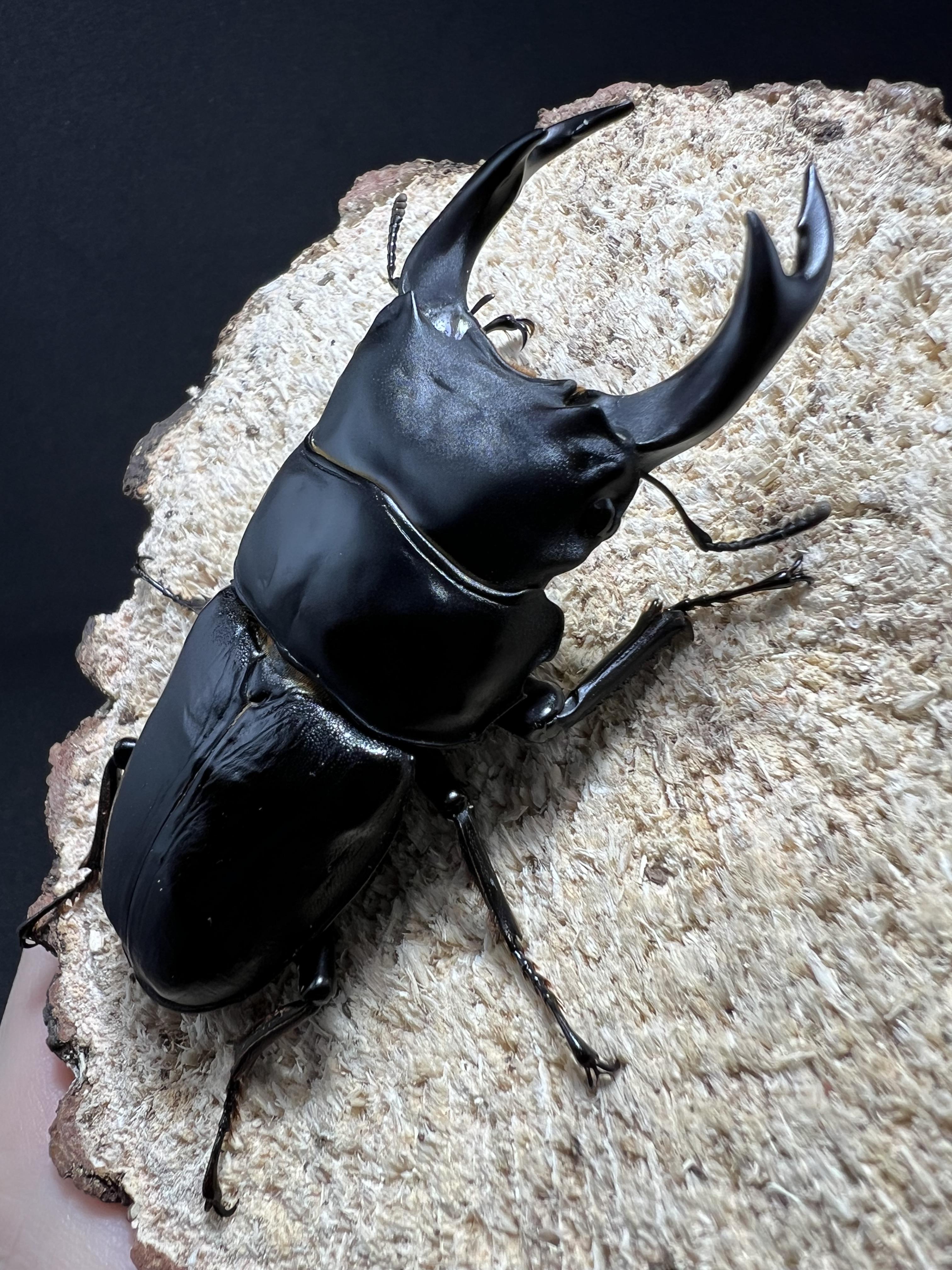 Dorcus hopei binodulosus 76mm.