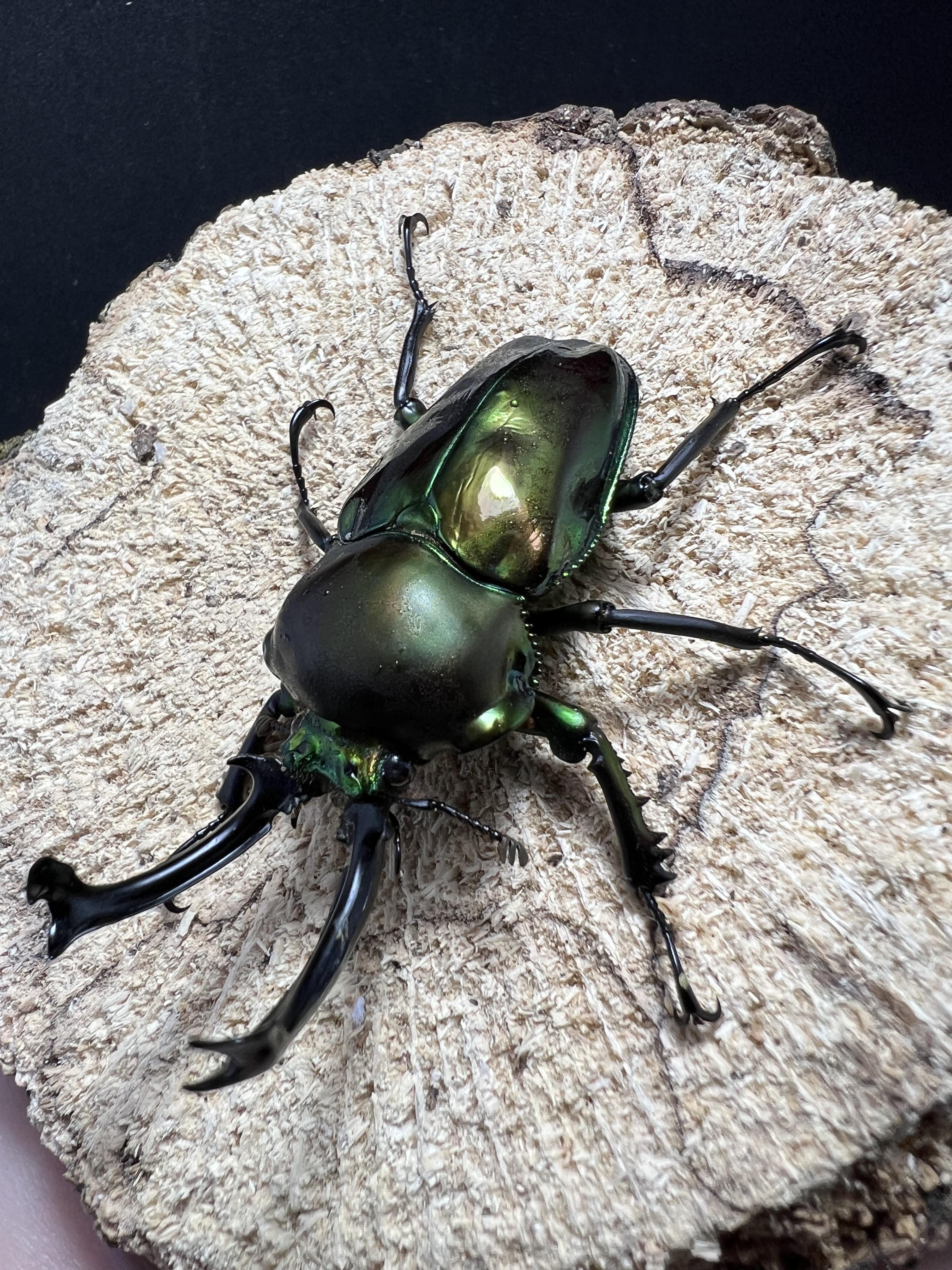 Phalacrognathus muelleri 55mm.