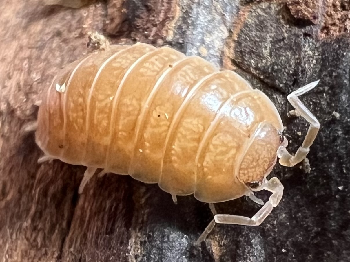 Porcellio laevis “Giant Orange” set 10each