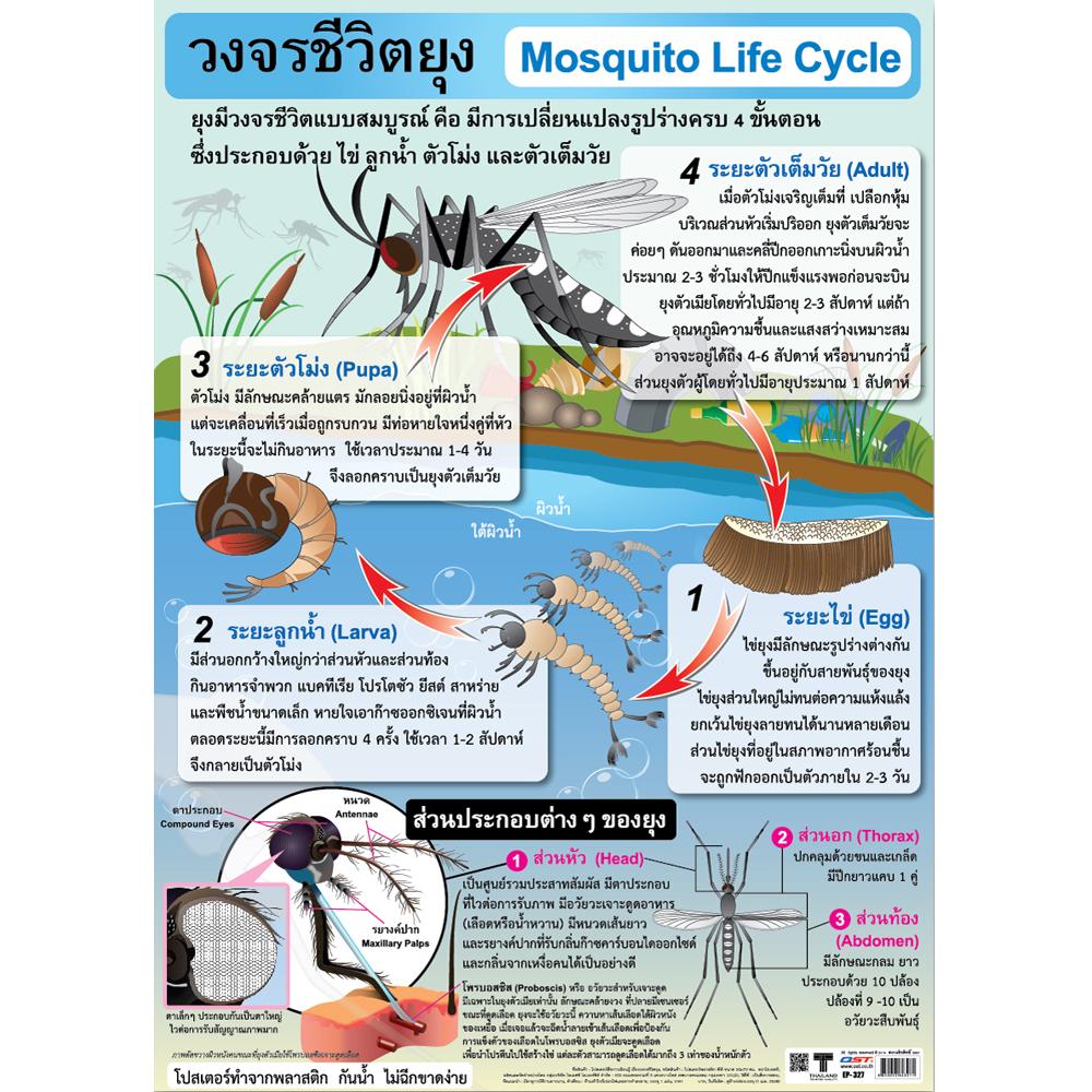 Mosquito Life Cycle Educational Posters No.327